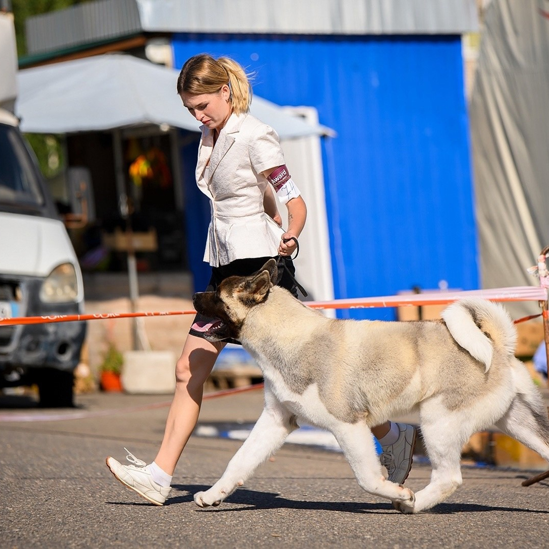2024. SHIOMARU Shiba and Akita Inu Kennel