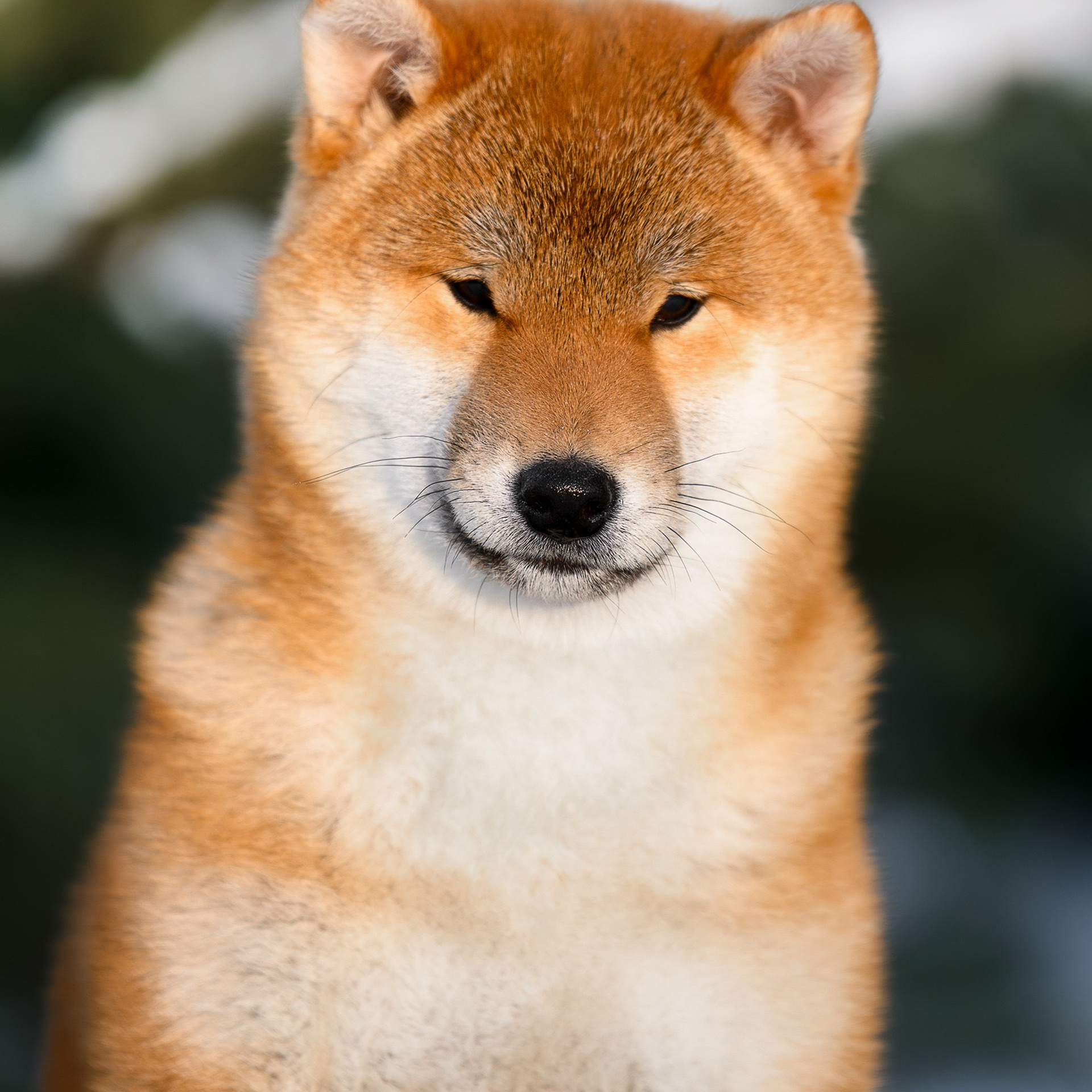 SHIBA. SHIOMARU Shiba and Akita Inu Kennel