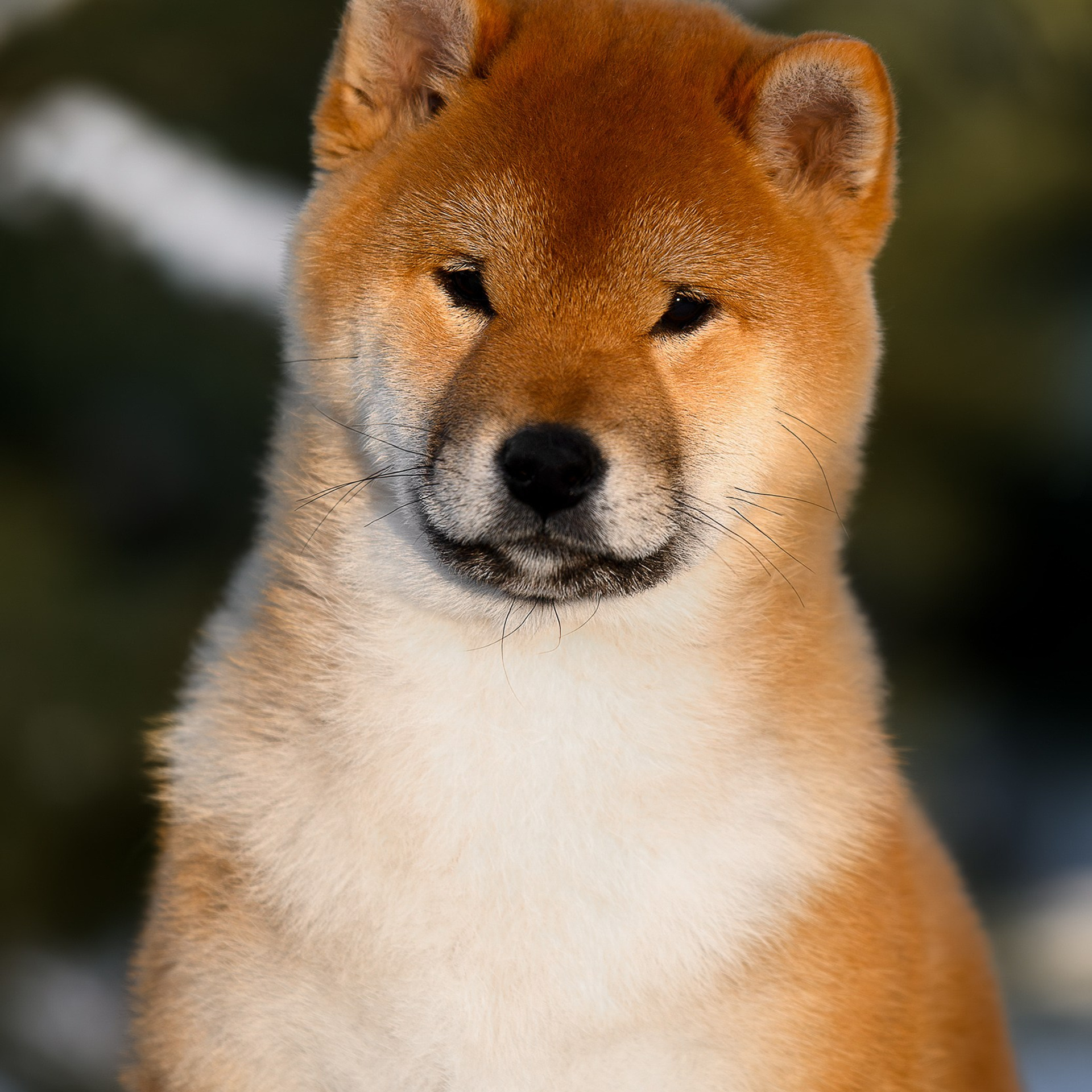SHIBA. SHIOMARU Shiba and Akita Inu Kennel