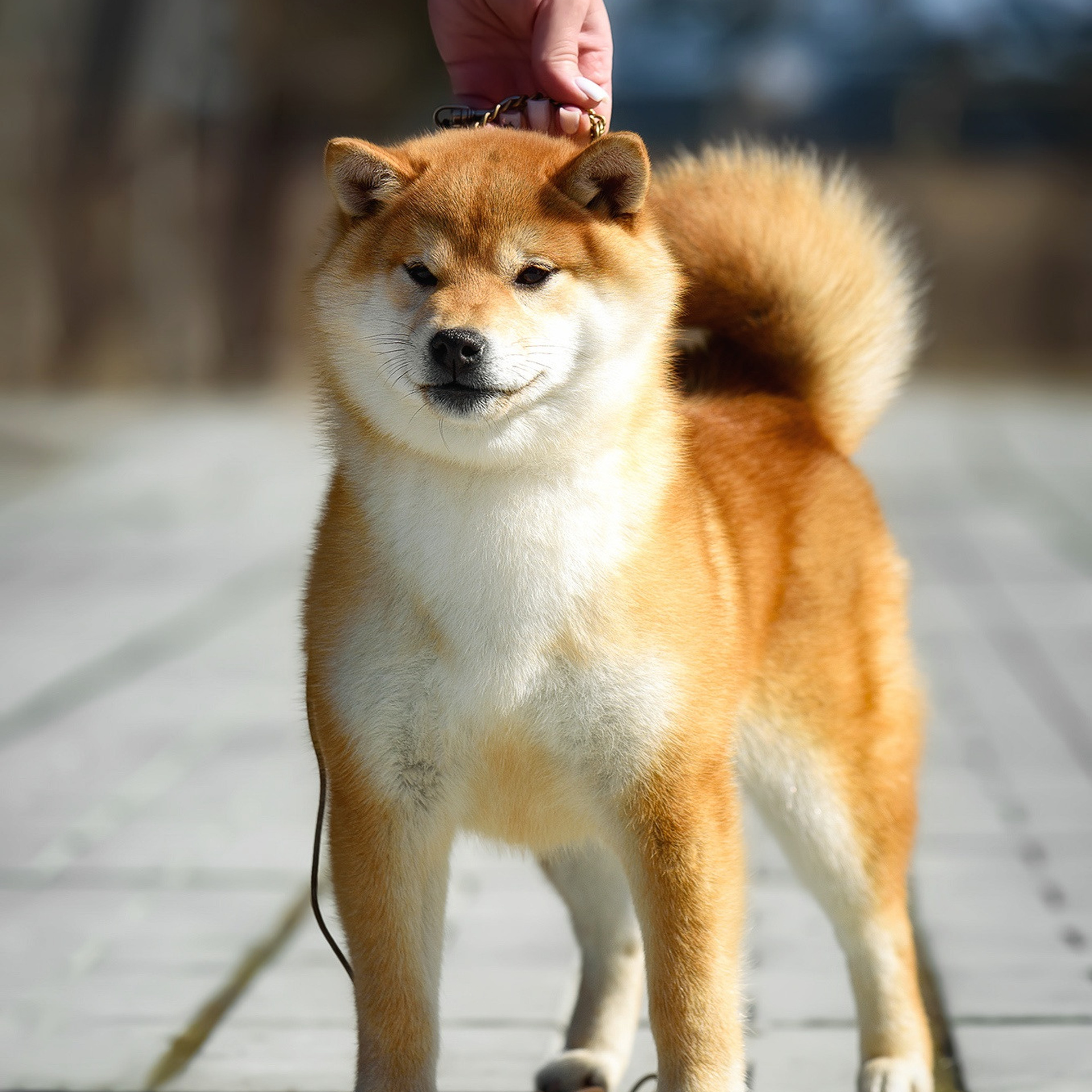 ПОМЕТ P-2022. SHIOMARU Shiba and Akita Inu Kennel