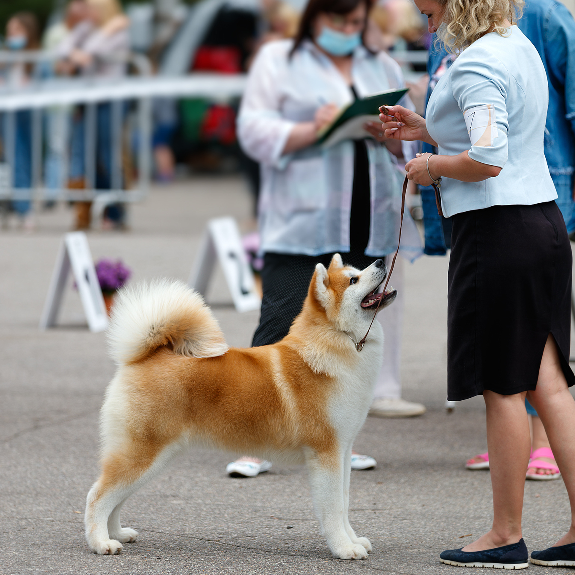 SAEMI GO TOKIMITSU. SHIOMARU Питомник сиба и акита-ину