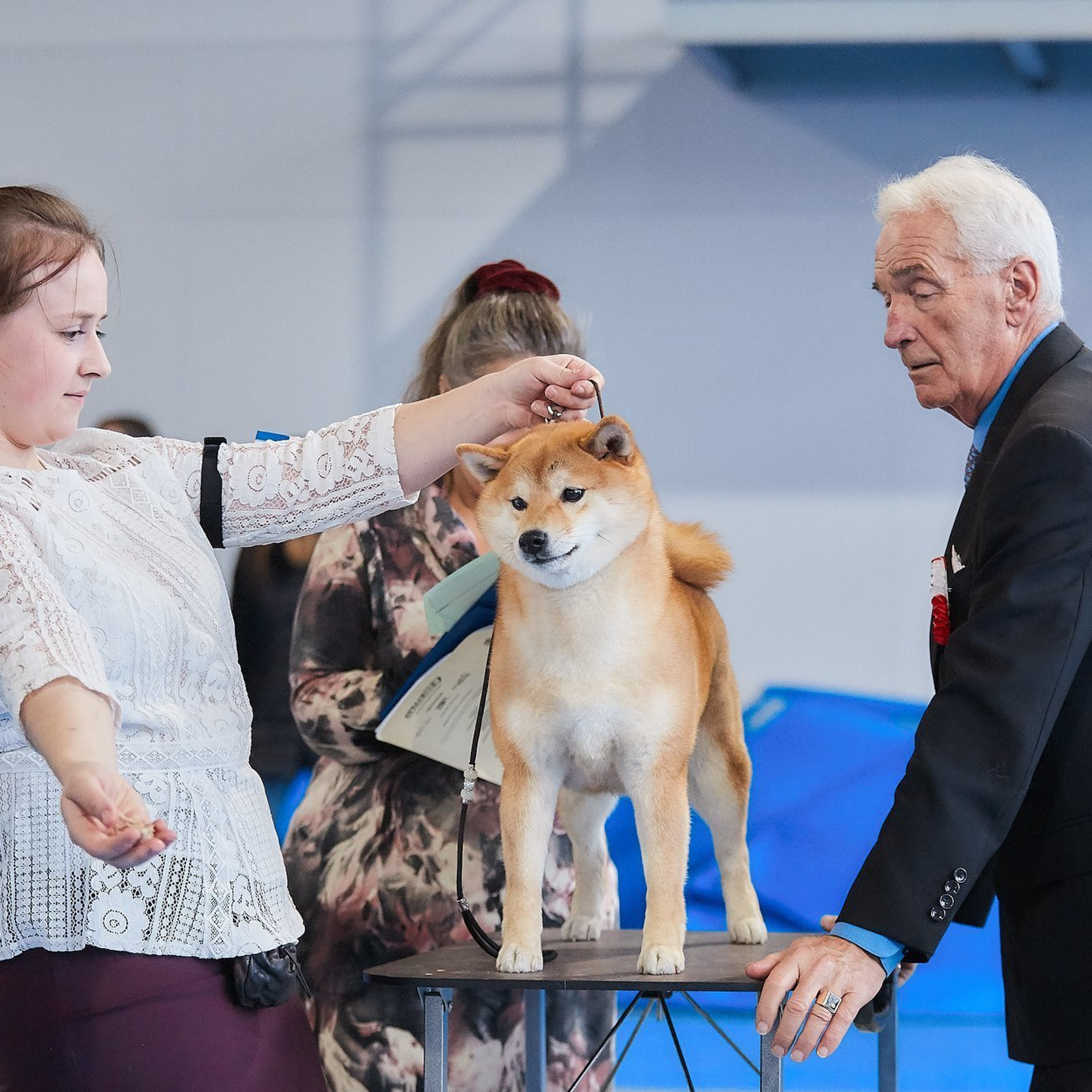 HANDZIMEMESITE RUN. SHIOMARU Питомник сиба и акита-ину