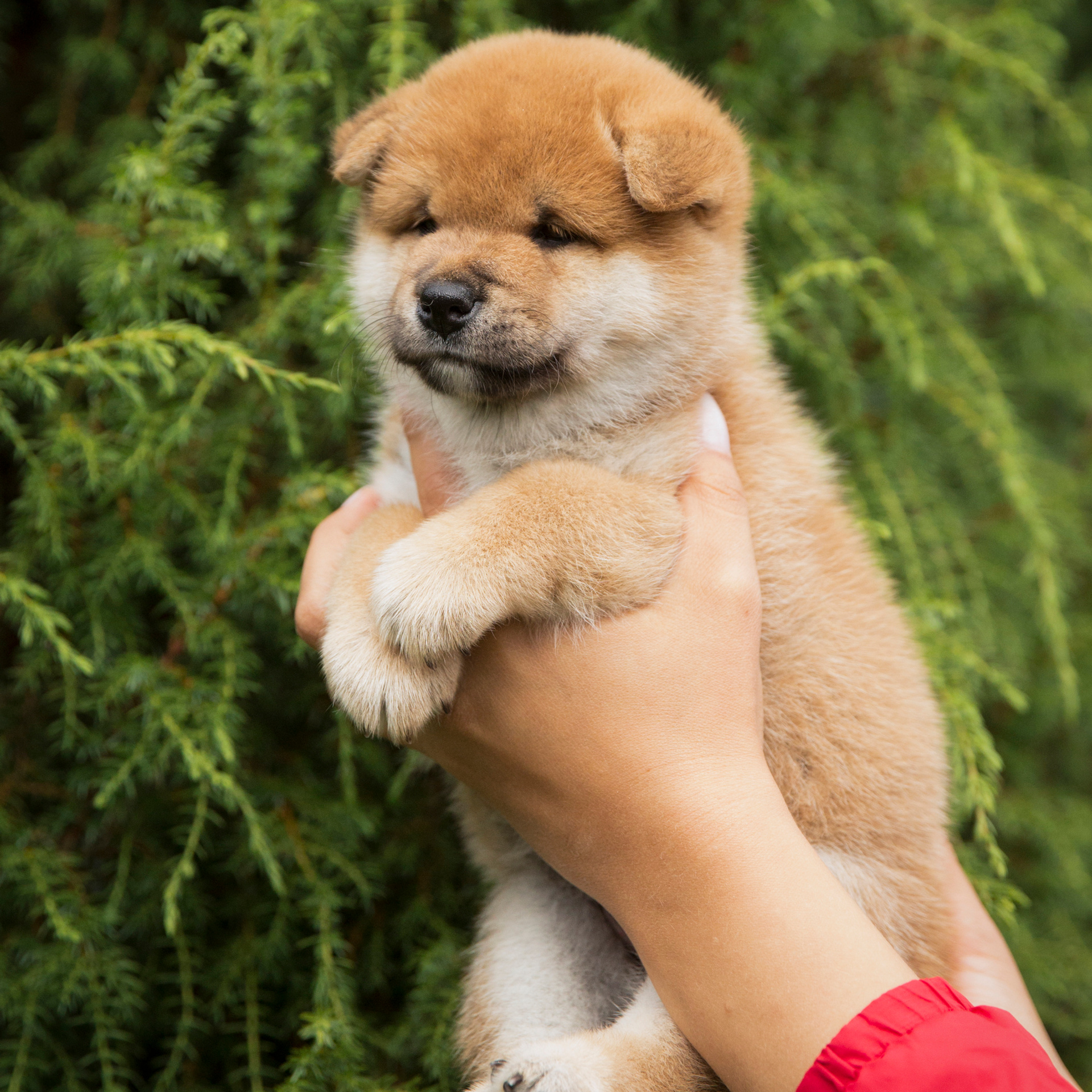 LITTER P. SHIOMARU Shiba and Akita Inu Kennel