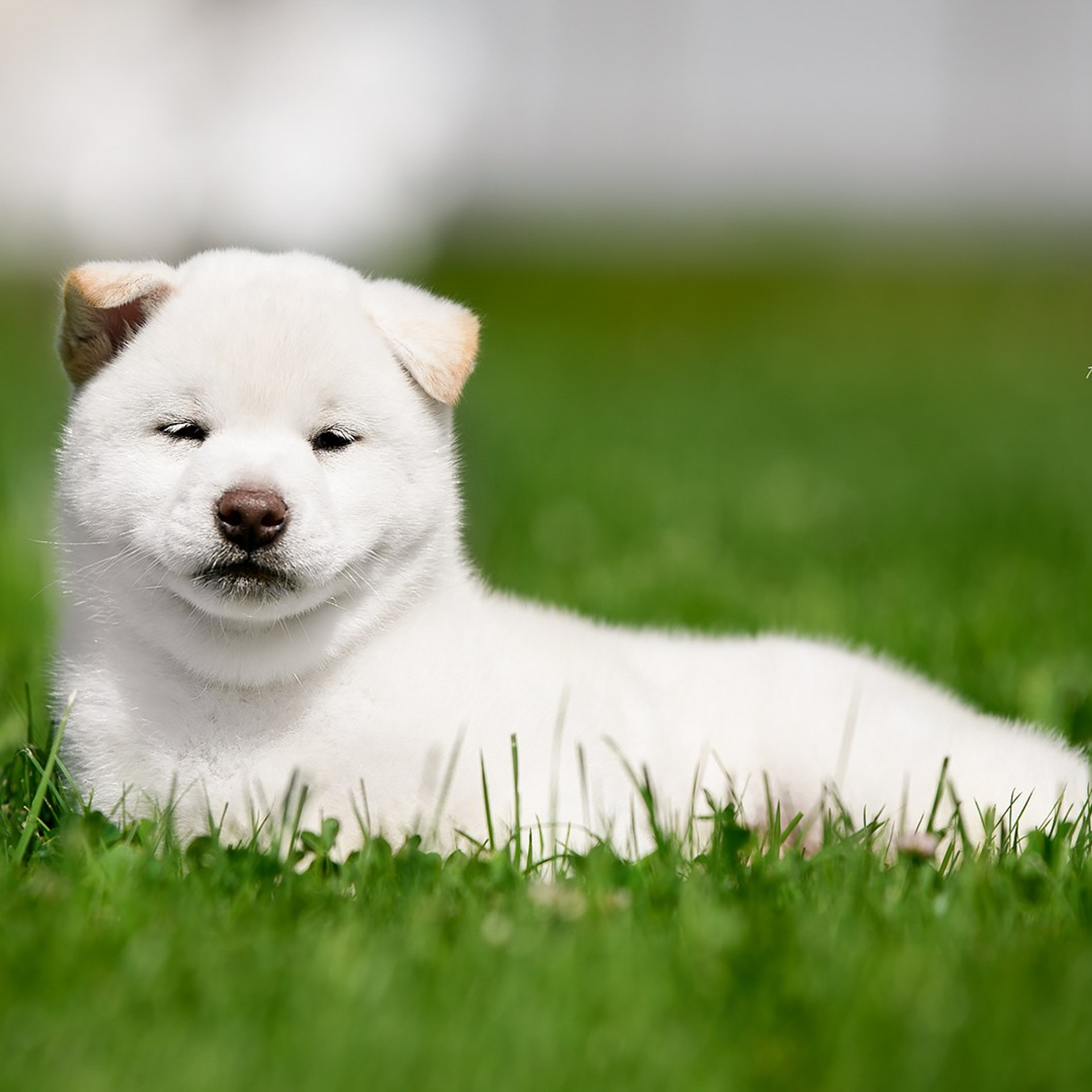 ПОМЕТ G. SHIOMARU Shiba and Akita Inu Kennel