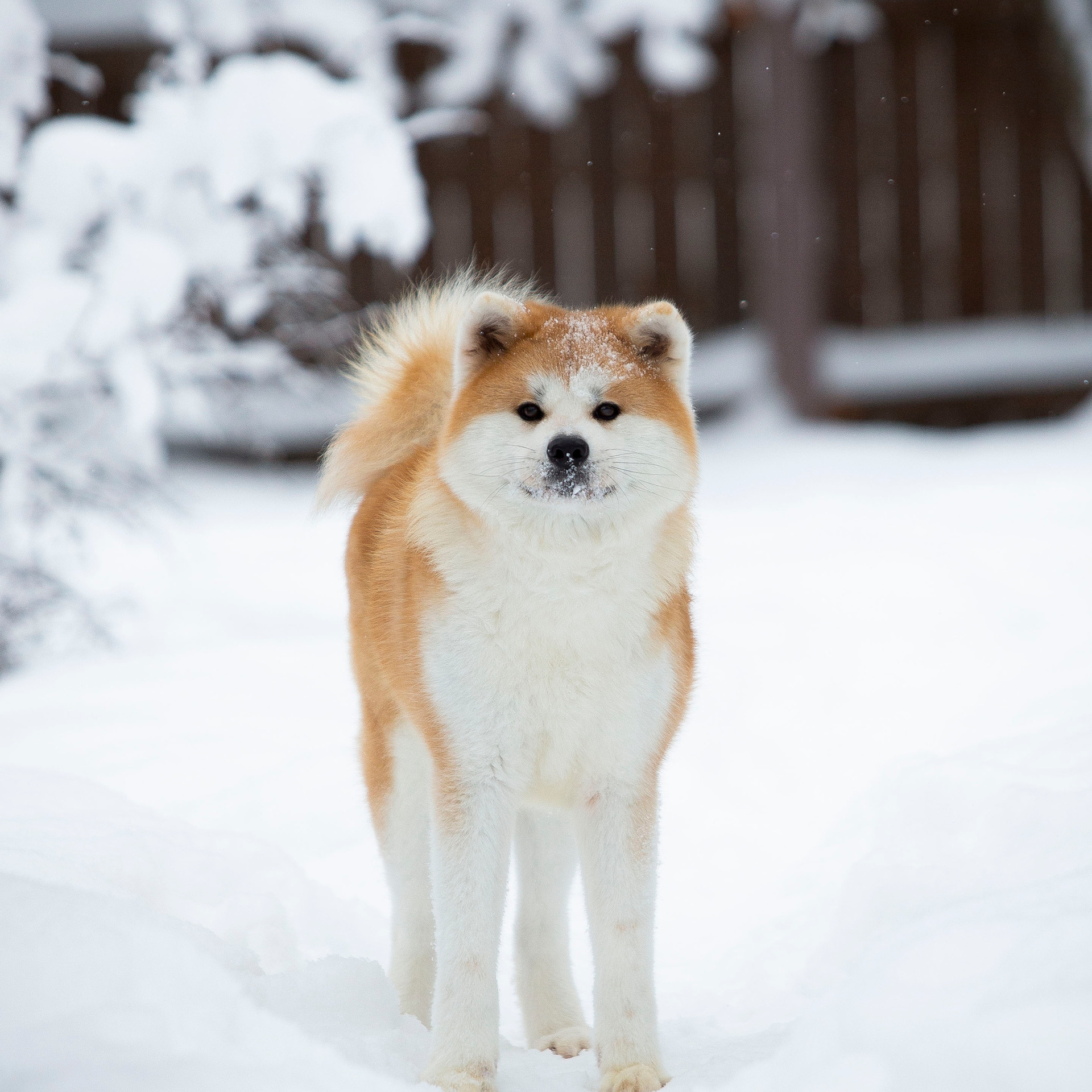 SAEMI GO TOKIMITSU. SHIOMARU Питомник сиба и акита-ину