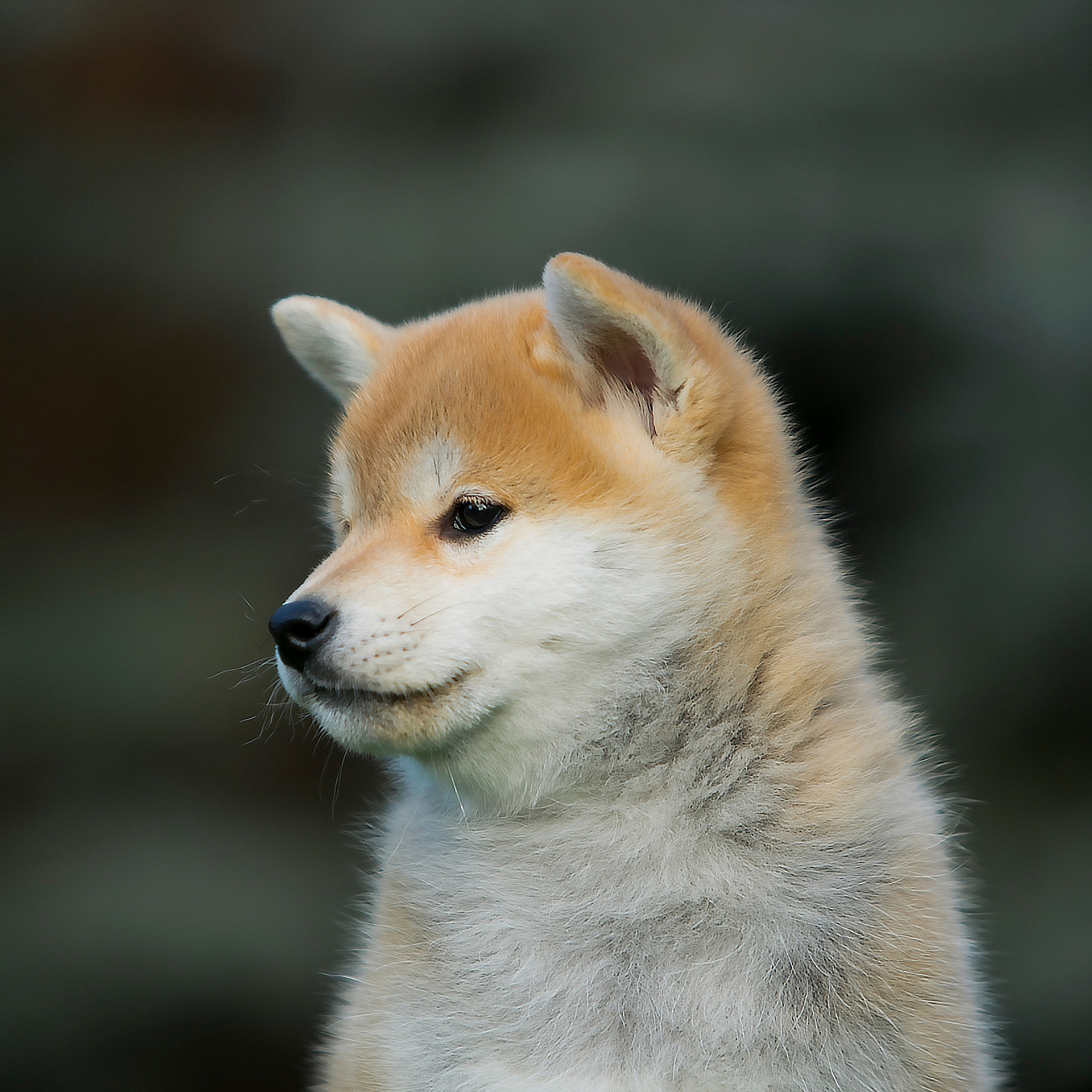 LITTER A. SHIOMARU Shiba and Akita Inu Kennel