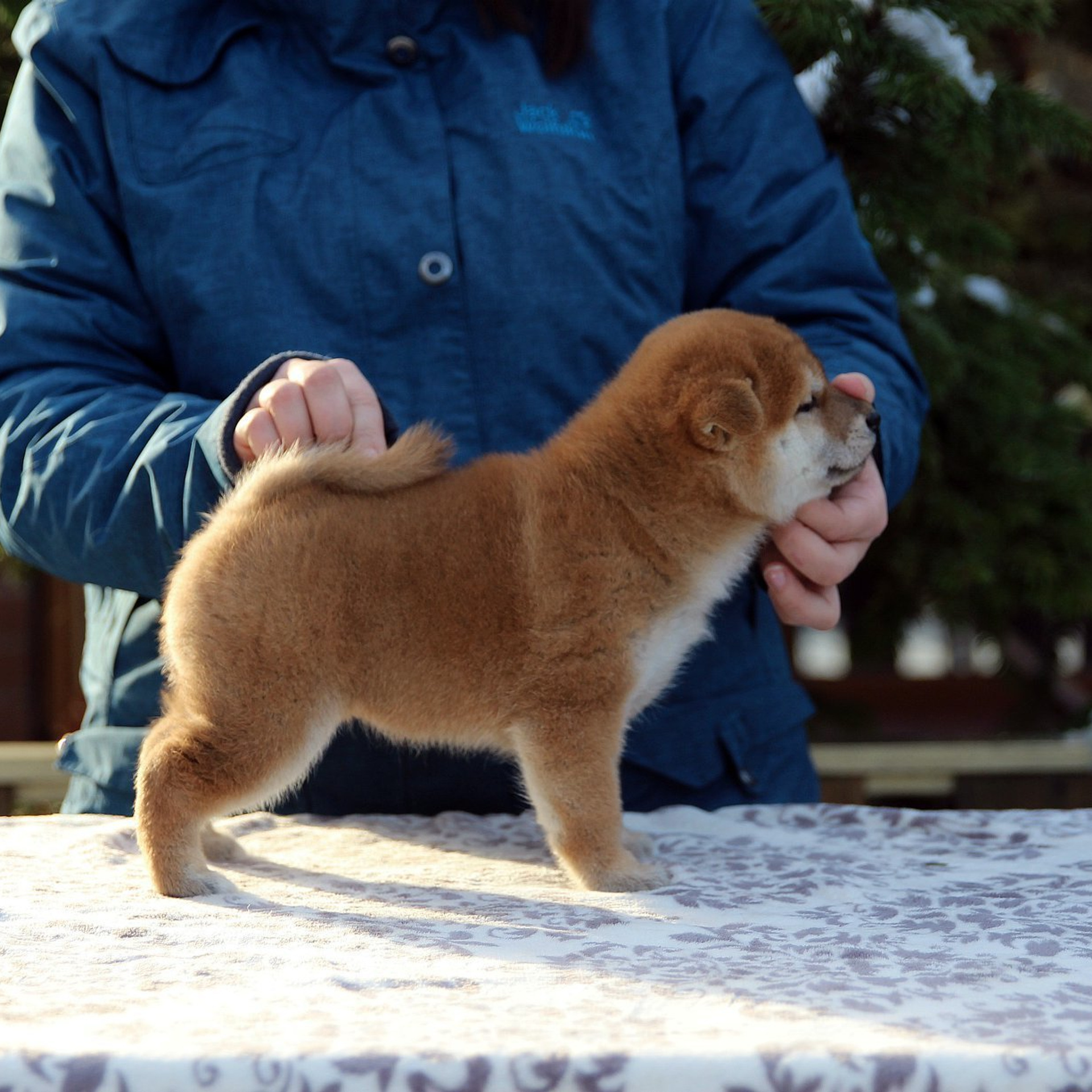 Litter L. SHIOMARU Shiba and Akita Inu Kennel