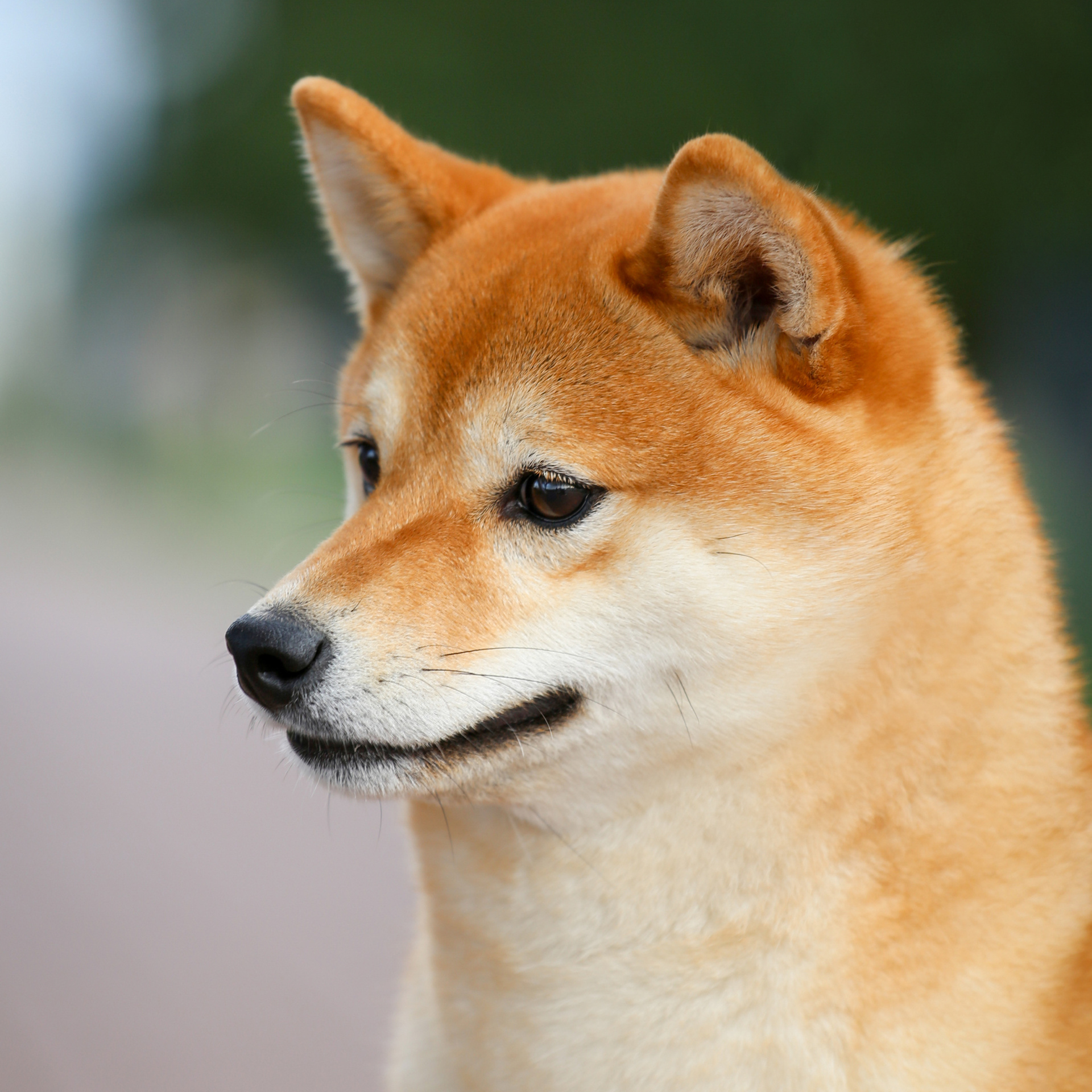 HANDZIMEMESITE RUN. SHIOMARU Питомник сиба и акита-ину