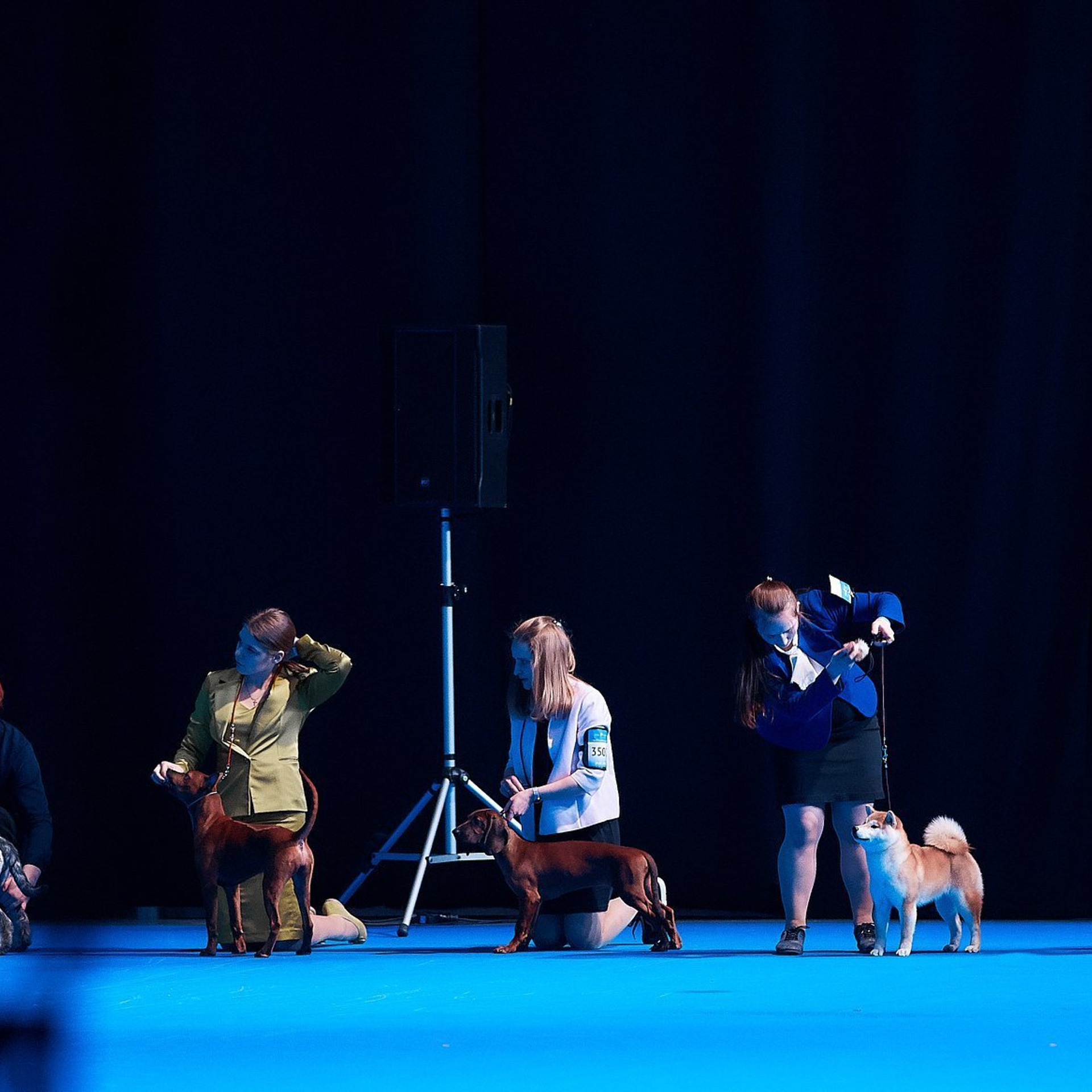 2019. SHIOMARU Shiba and Akita Inu Kennel