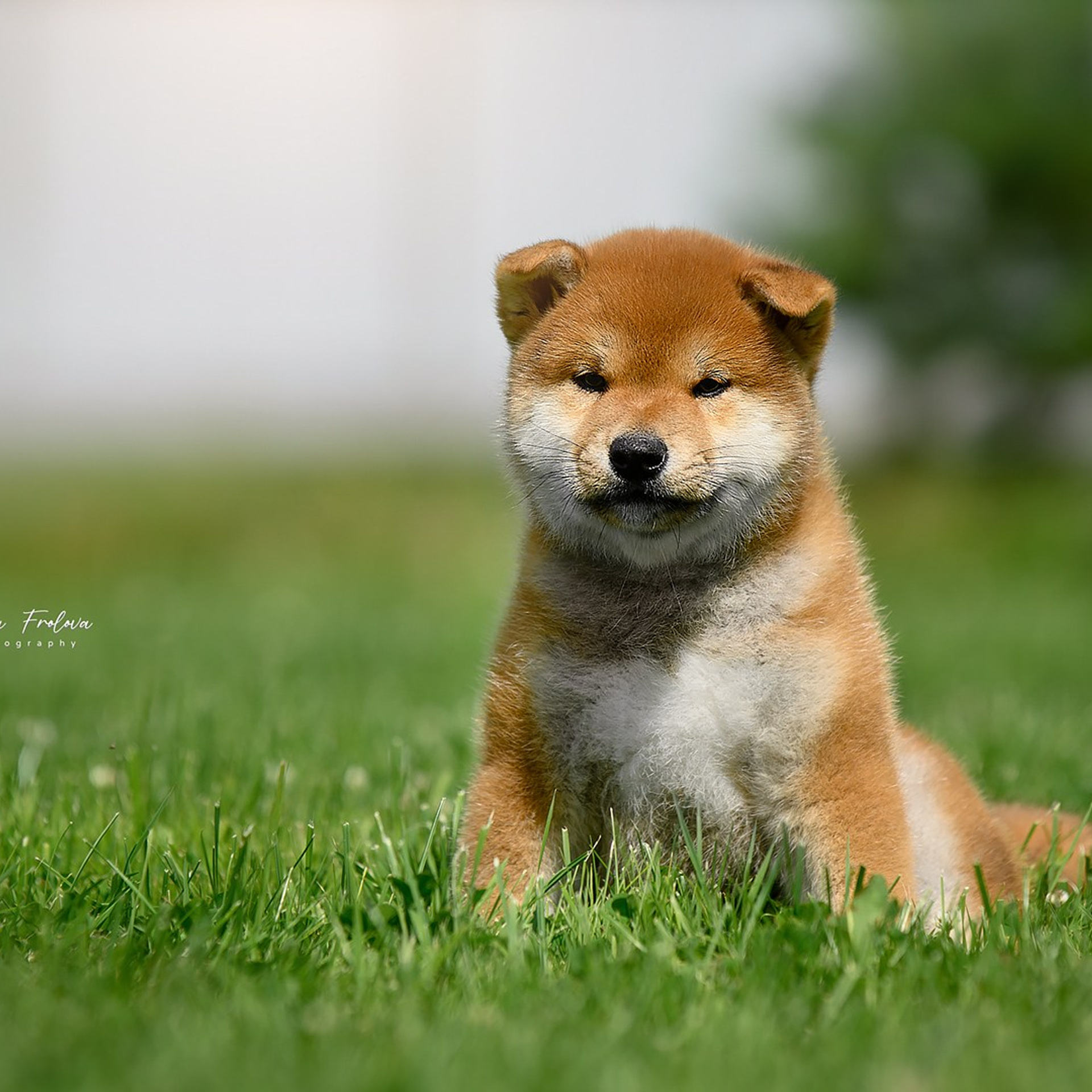 ПОМЕТ G. SHIOMARU Shiba and Akita Inu Kennel