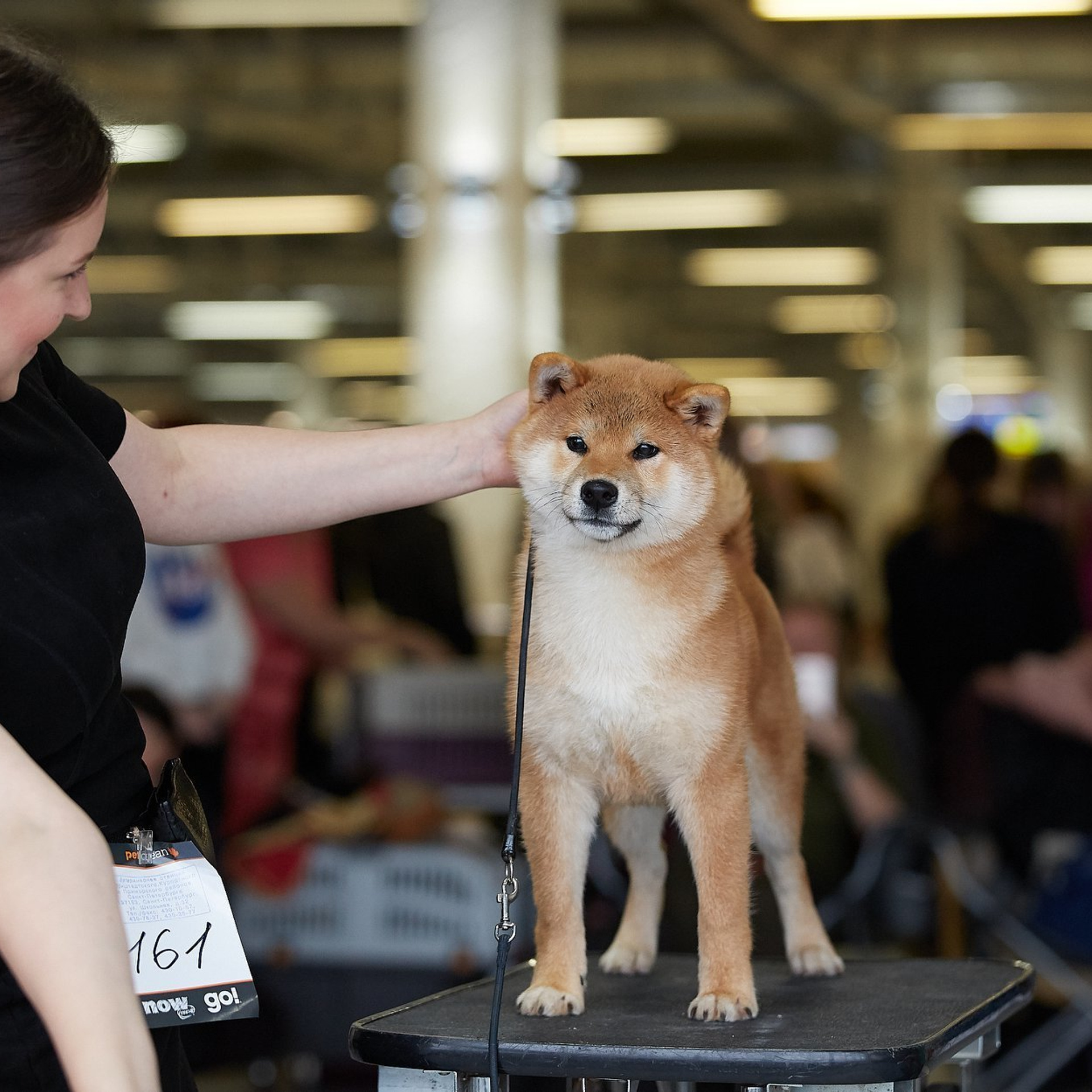 Выпускники питомника. SHIOMARU Питомник сиба и акита-ину