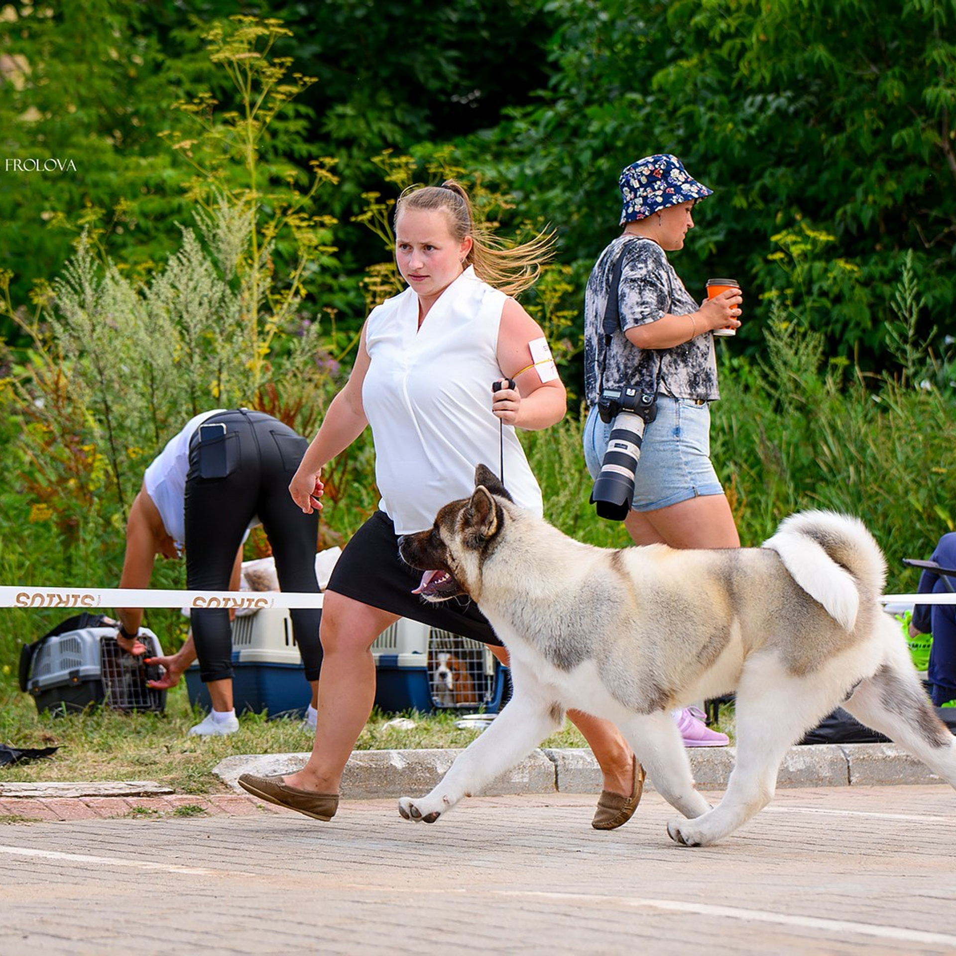 2024. SHIOMARU Shiba and Akita Inu Kennel