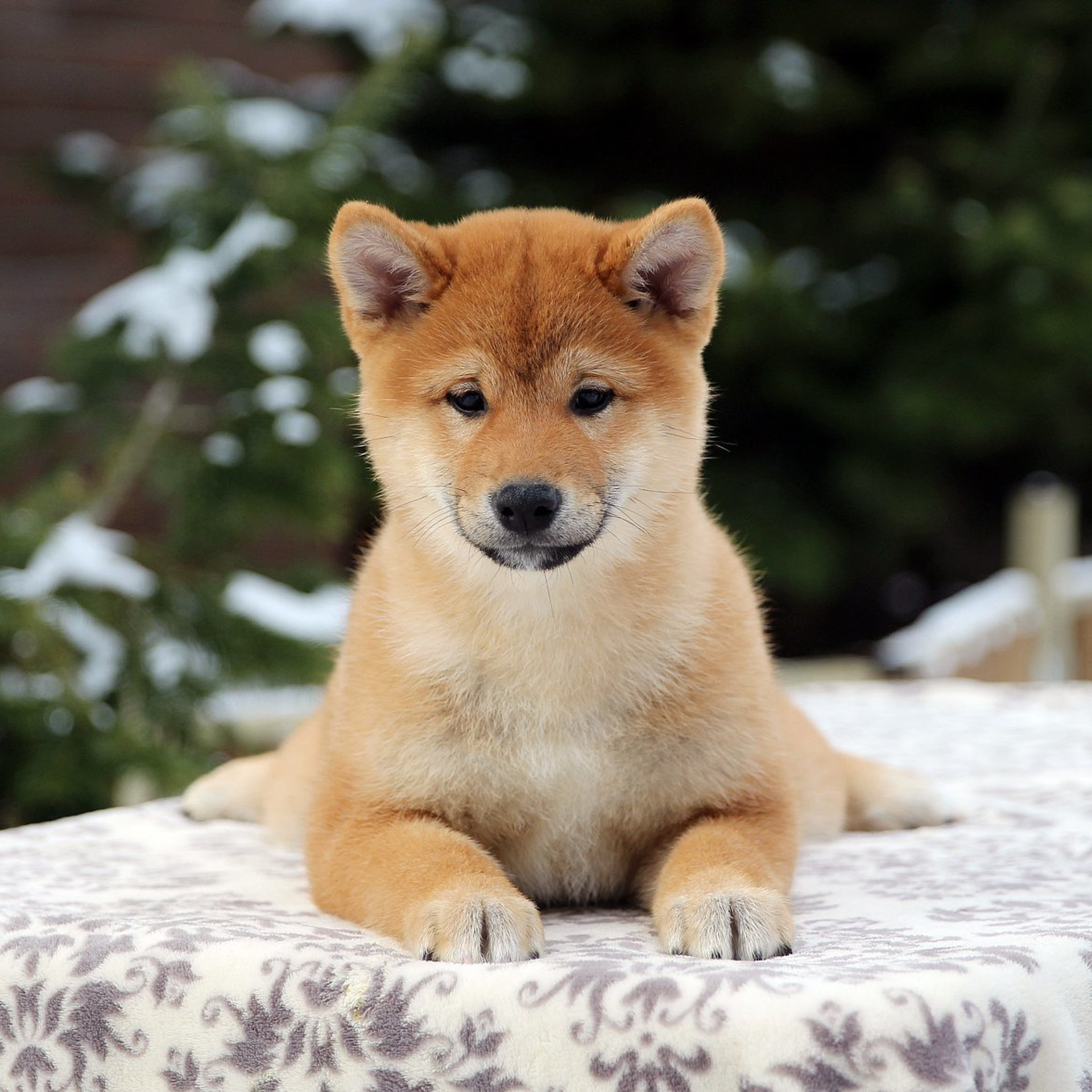 ПОМЕТ J. SHIOMARU Питомник сиба и акита-ину