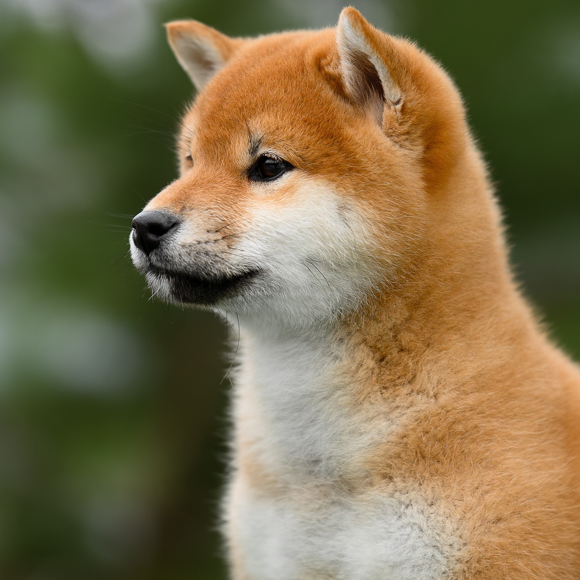 SHIBA. SHIOMARU Shiba and Akita Inu Kennel