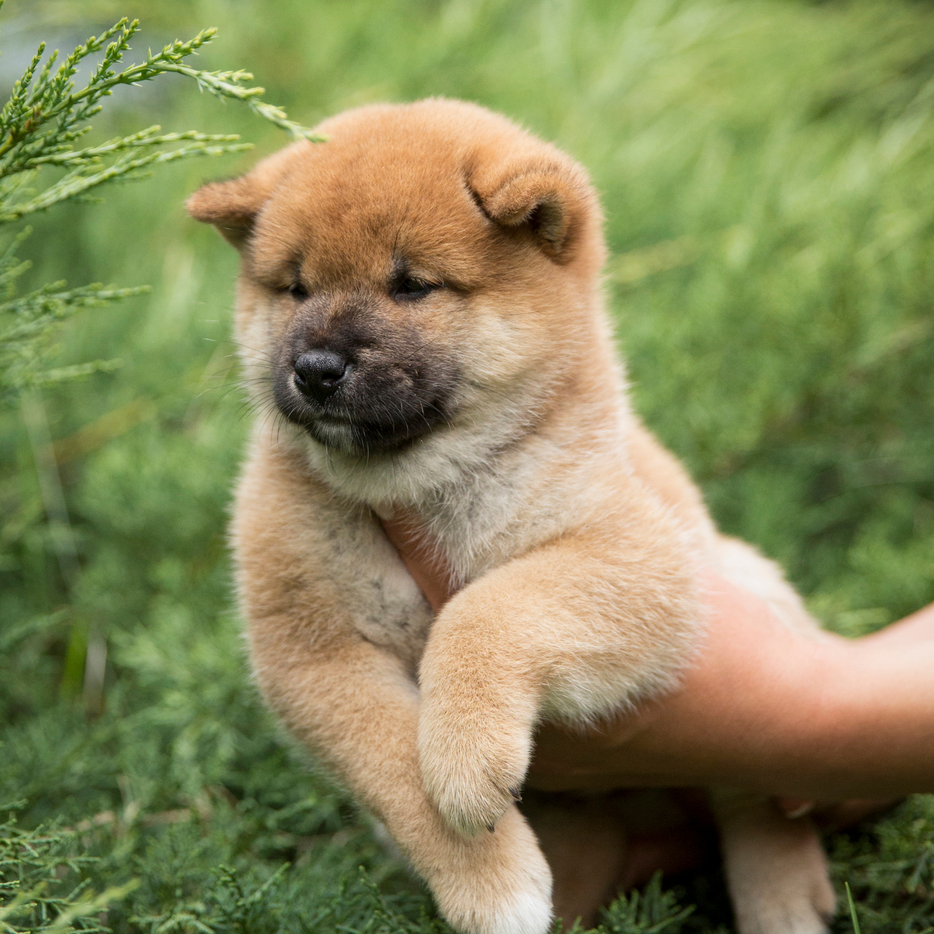 LITTER P. SHIOMARU Shiba and Akita Inu Kennel