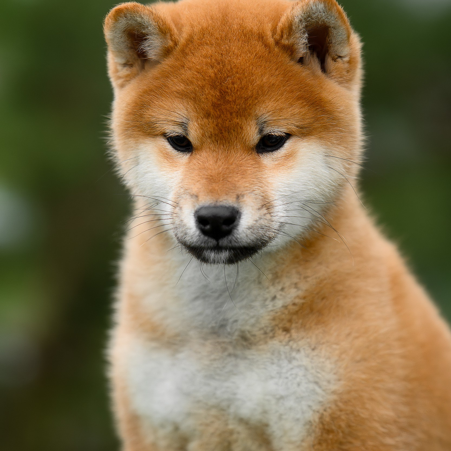 SHIBA. SHIOMARU Shiba and Akita Inu Kennel