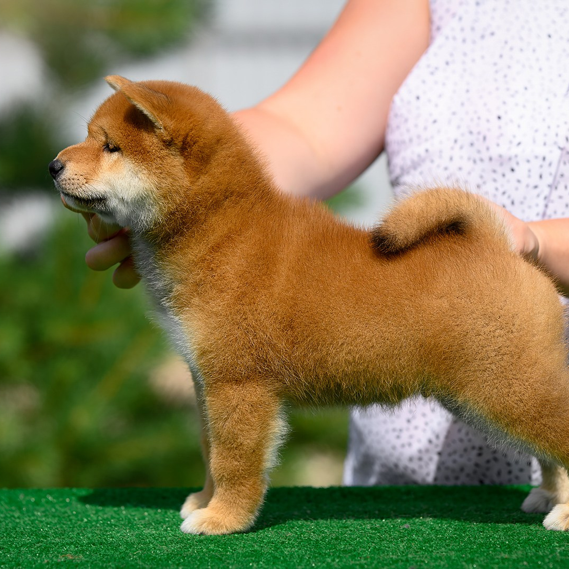ПОМЕТ G. SHIOMARU Shiba and Akita Inu Kennel