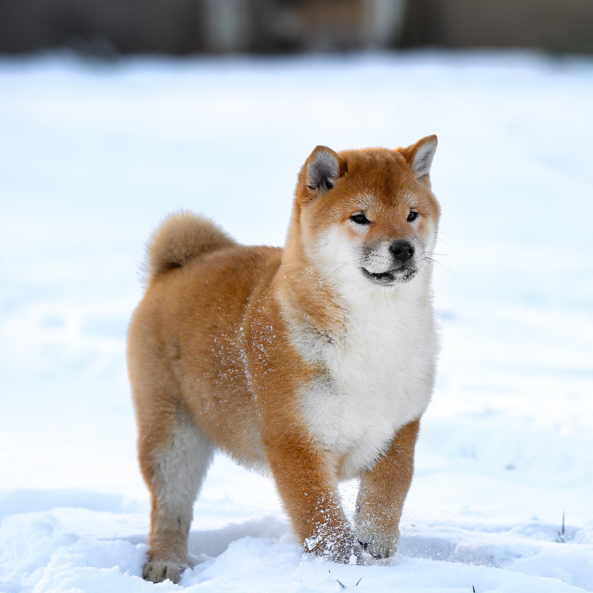 SHIBA. SHIOMARU Shiba and Akita Inu Kennel