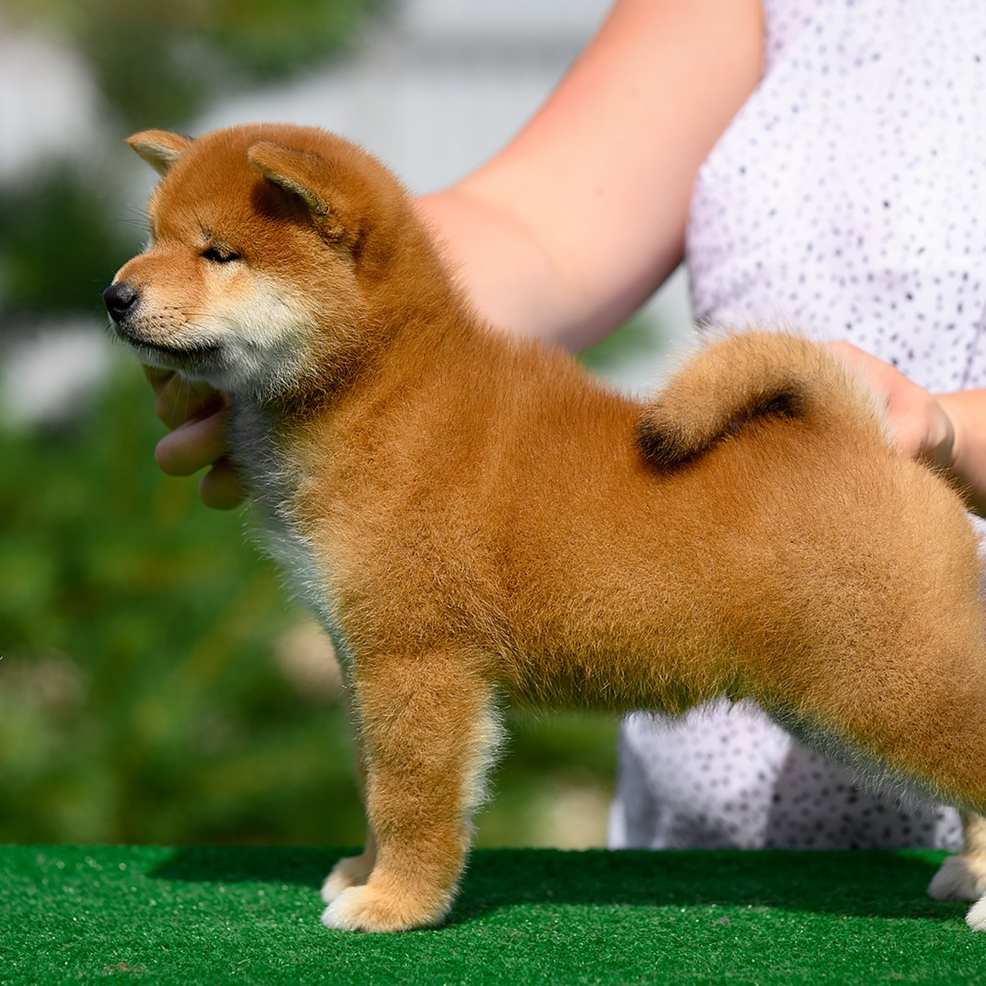 SHIOMARU ALL ABOUT YOU. SHIOMARU Питомник сиба и акита-ину