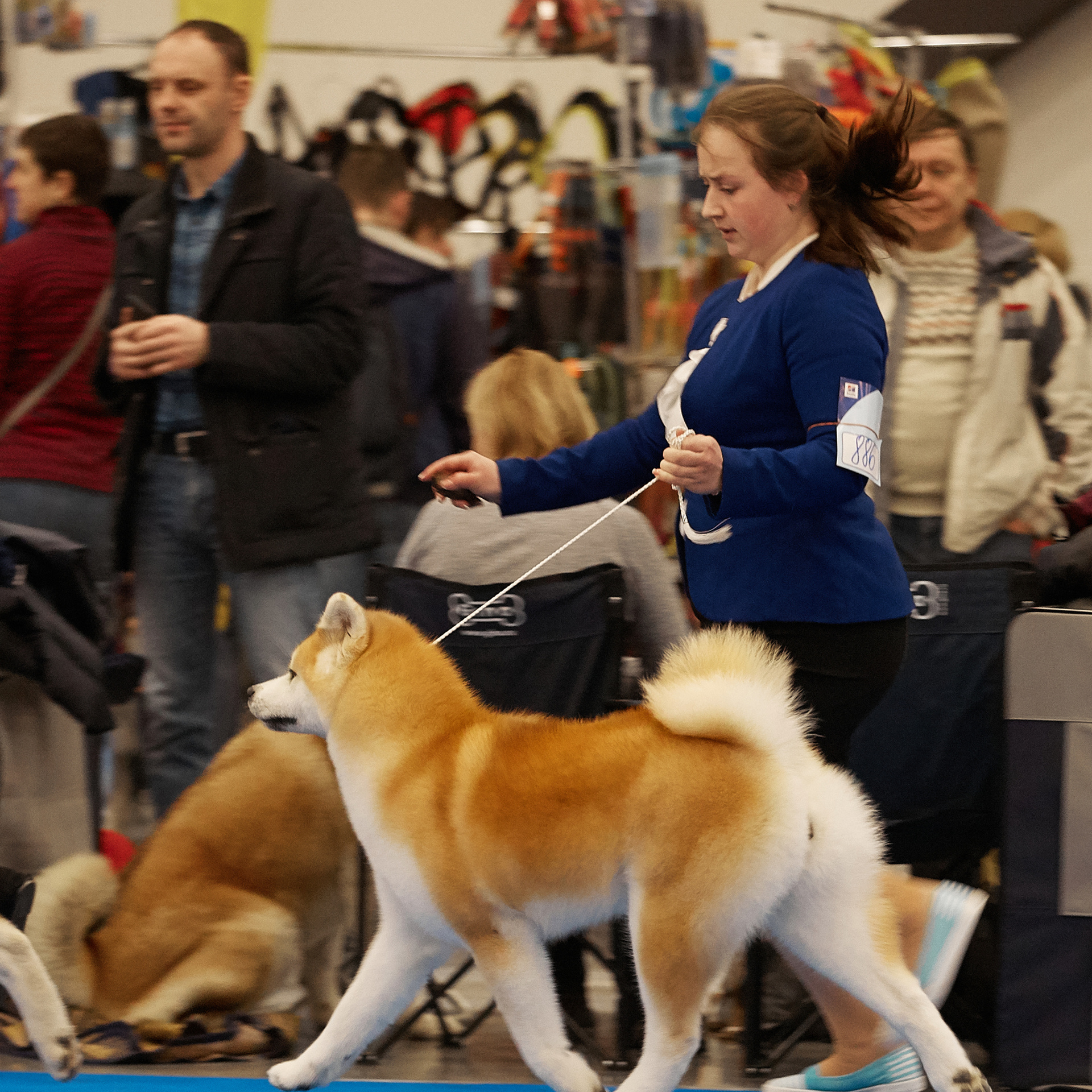 Выпускники питомника. SHIOMARU Питомник сиба и акита-ину