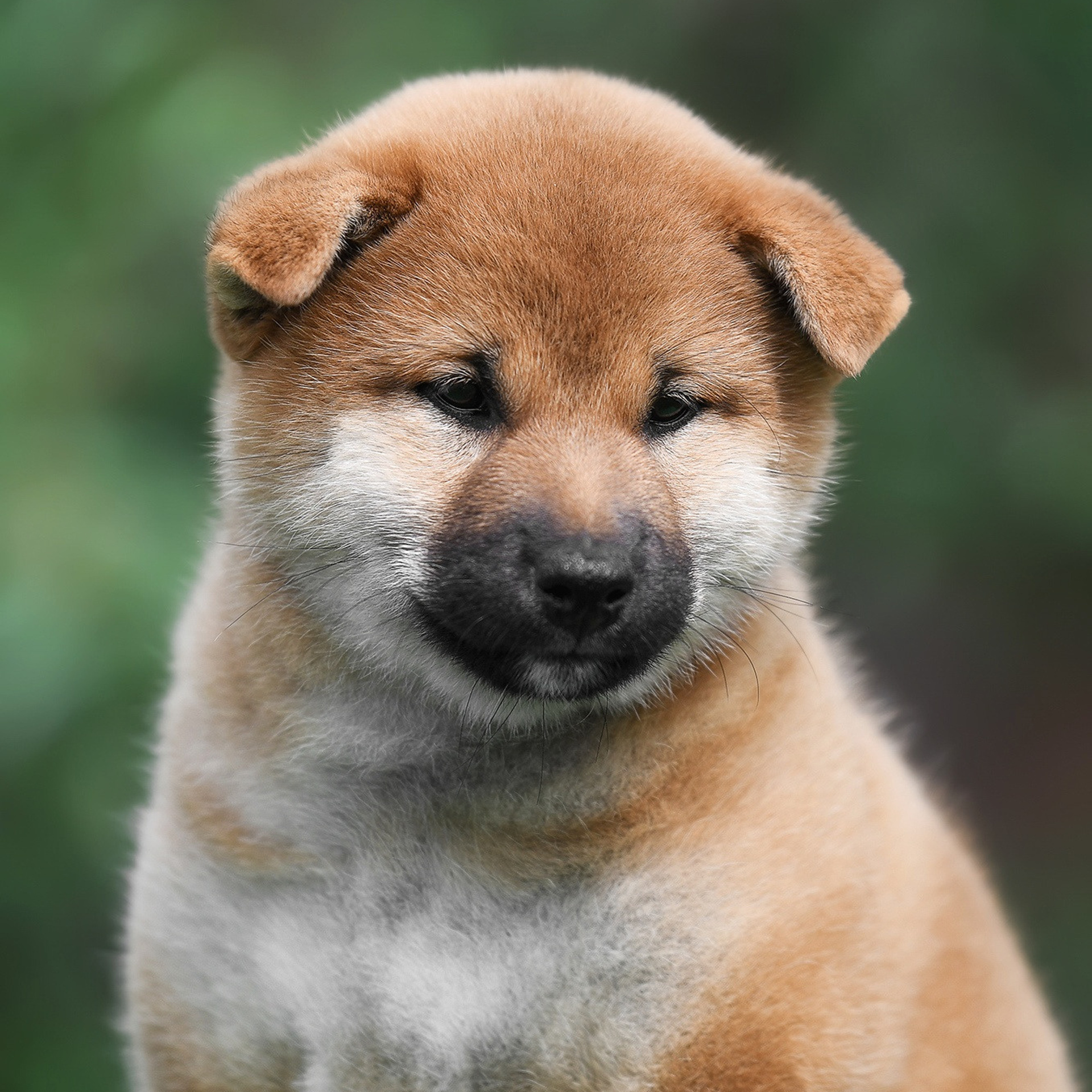 ПОМЕТ A-2022. SHIOMARU Shiba and Akita Inu Kennel