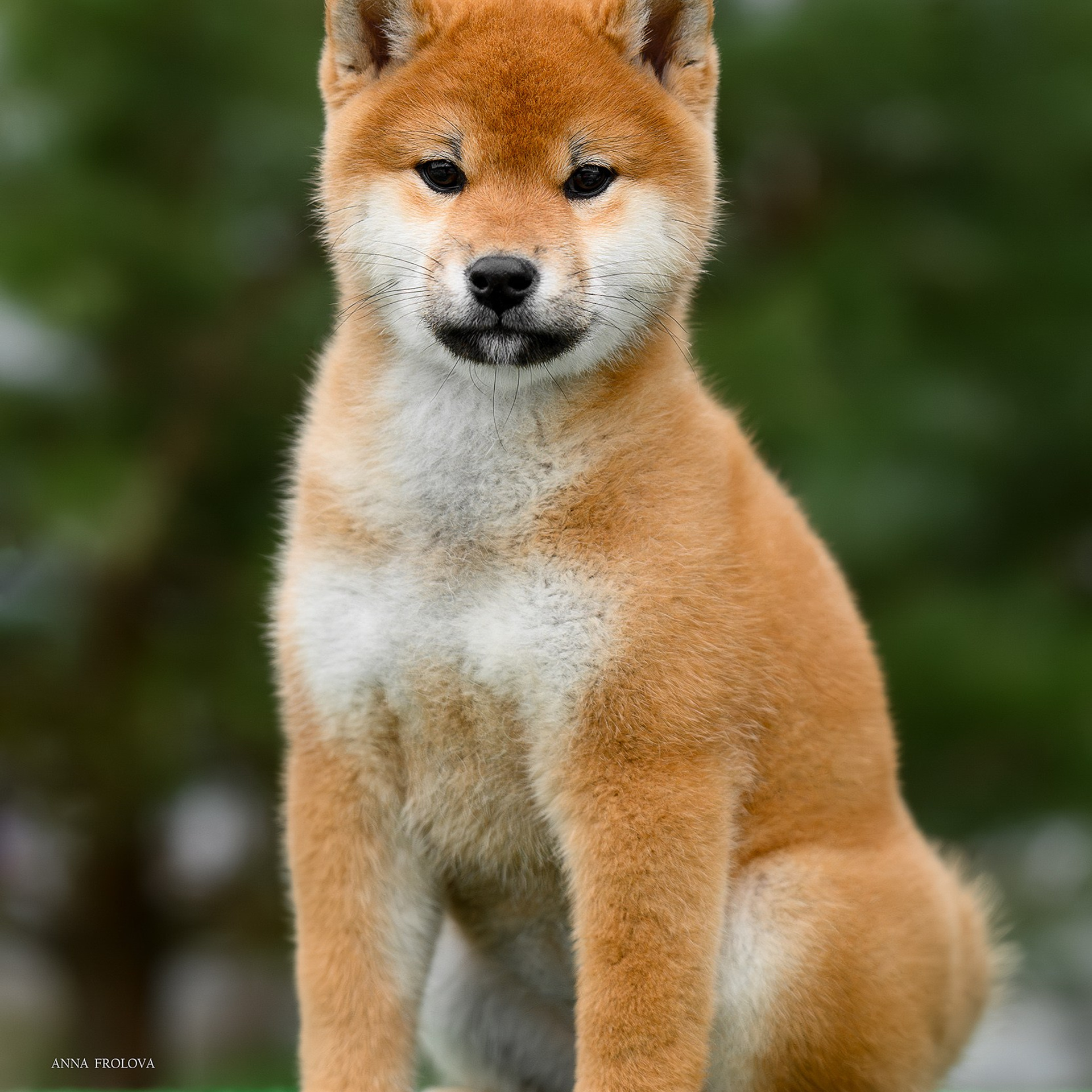 SHIBA. SHIOMARU Shiba and Akita Inu Kennel
