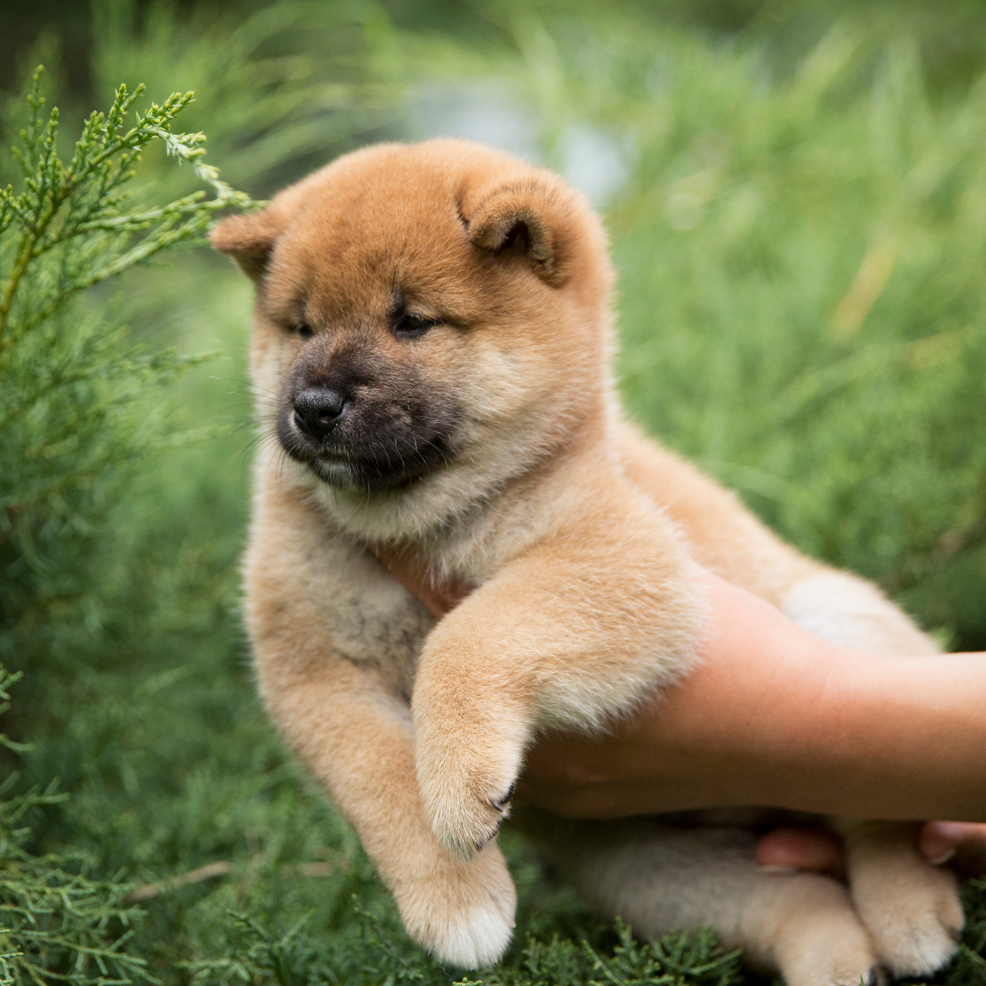 LITTER P. SHIOMARU Shiba and Akita Inu Kennel