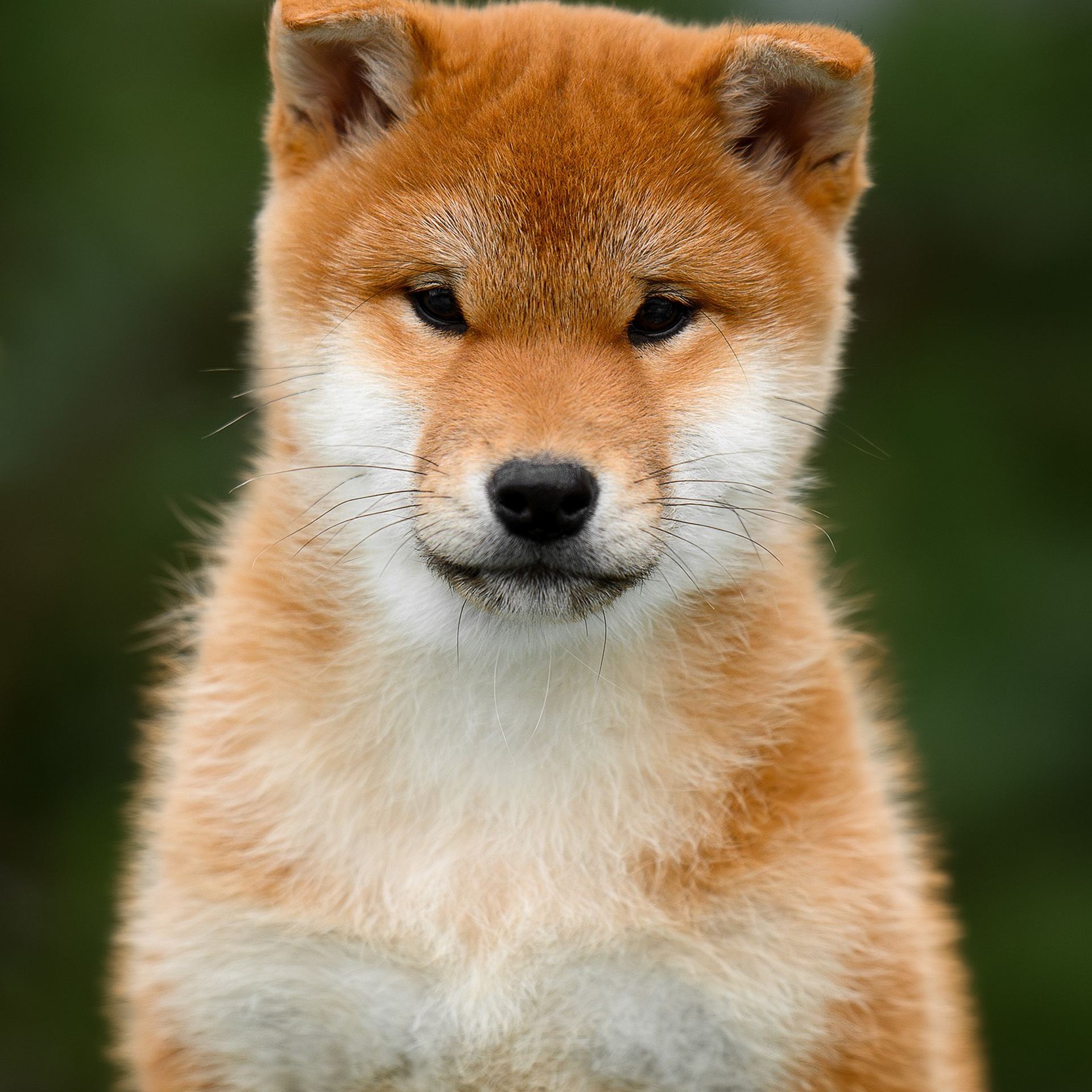 SHIBA. SHIOMARU Shiba and Akita Inu Kennel