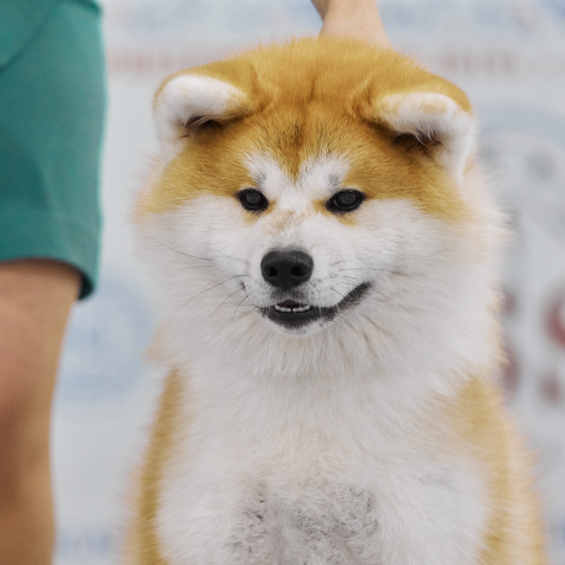 SAEMI GO TOKIMITSU. SHIOMARU Питомник сиба и акита-ину