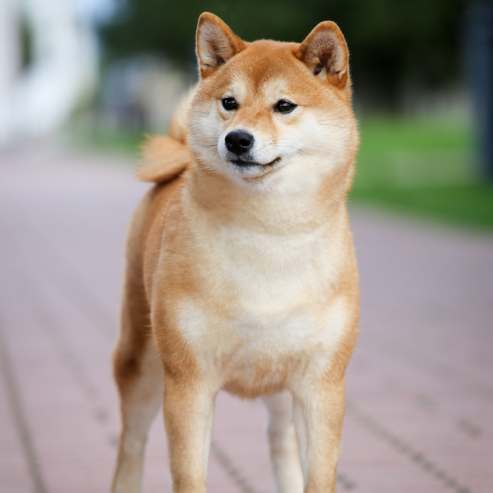 HANDZIMEMESITE RUN. SHIOMARU Питомник сиба и акита-ину