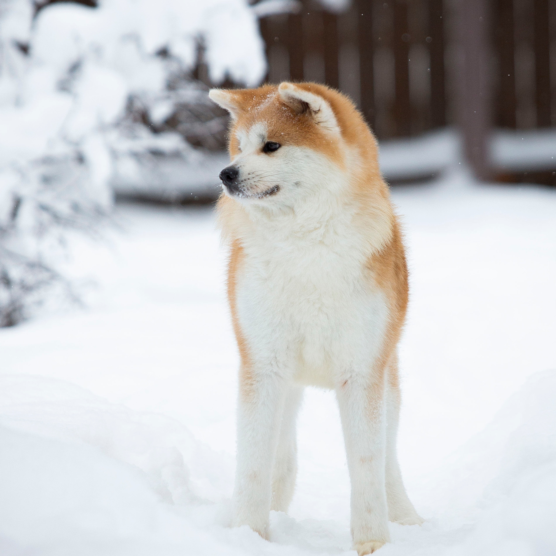 SAEMI GO TOKIMITSU. SHIOMARU Питомник сиба и акита-ину