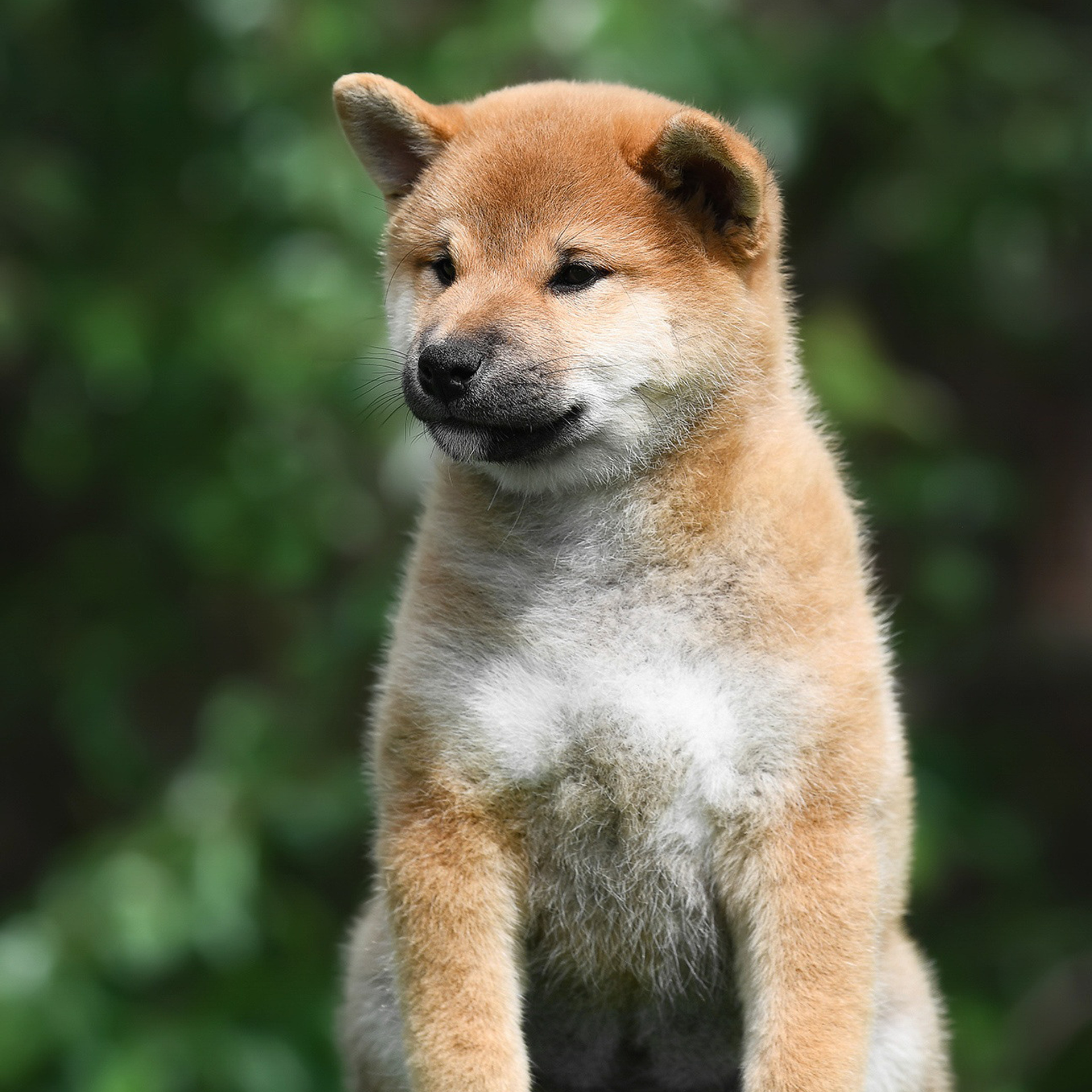 ПОМЕТ A-2022. SHIOMARU Shiba and Akita Inu Kennel