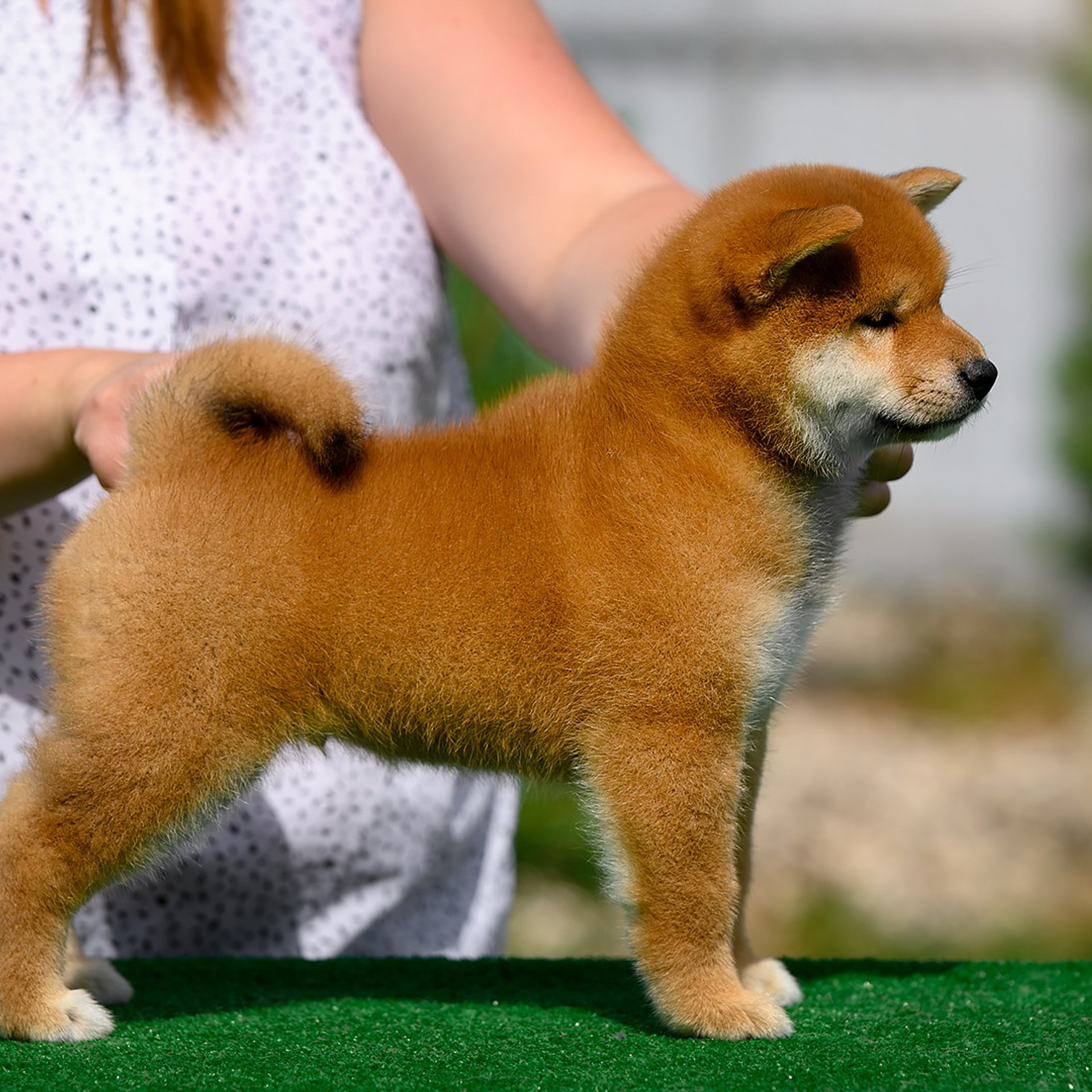 ПОМЕТ G. SHIOMARU Shiba and Akita Inu Kennel