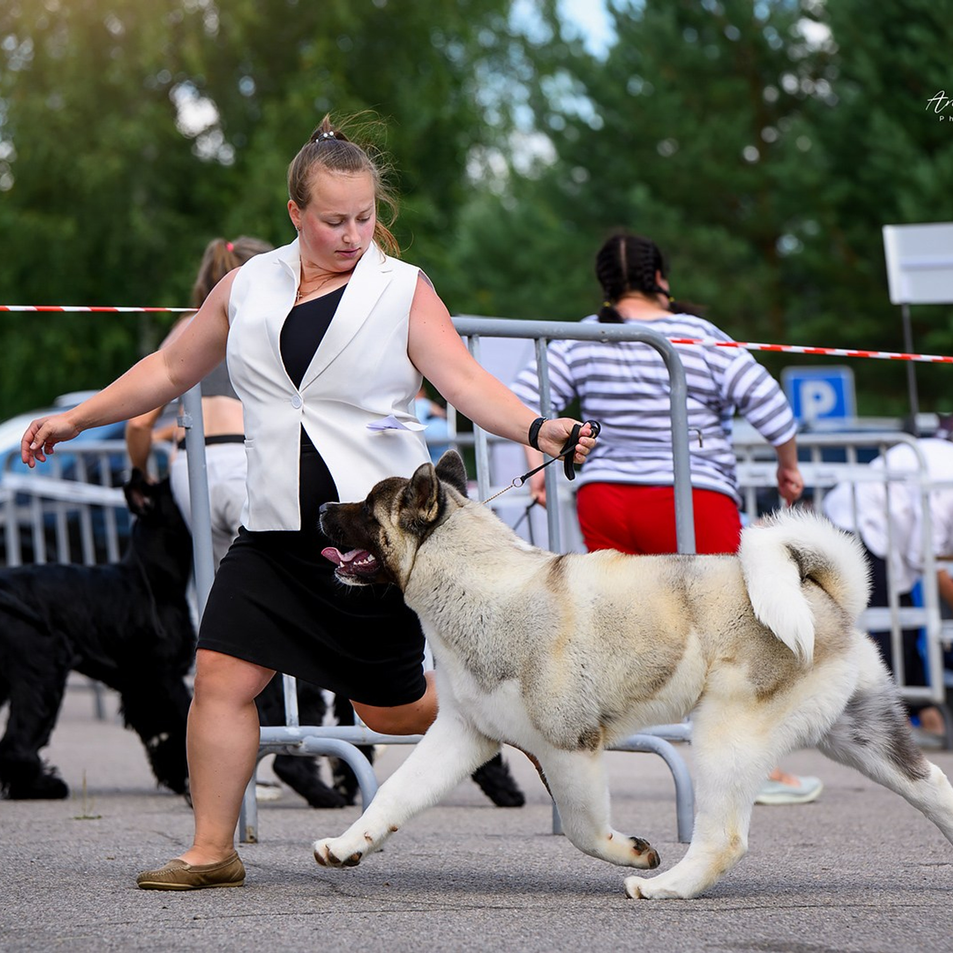2024. SHIOMARU Shiba and Akita Inu Kennel