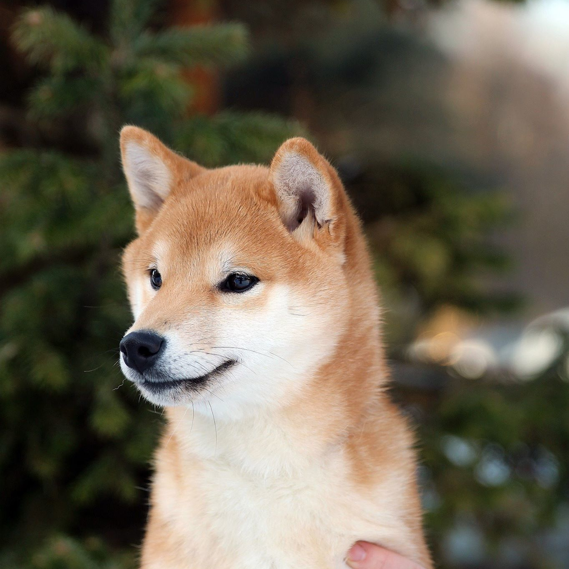 Litter L. SHIOMARU Shiba and Akita Inu Kennel