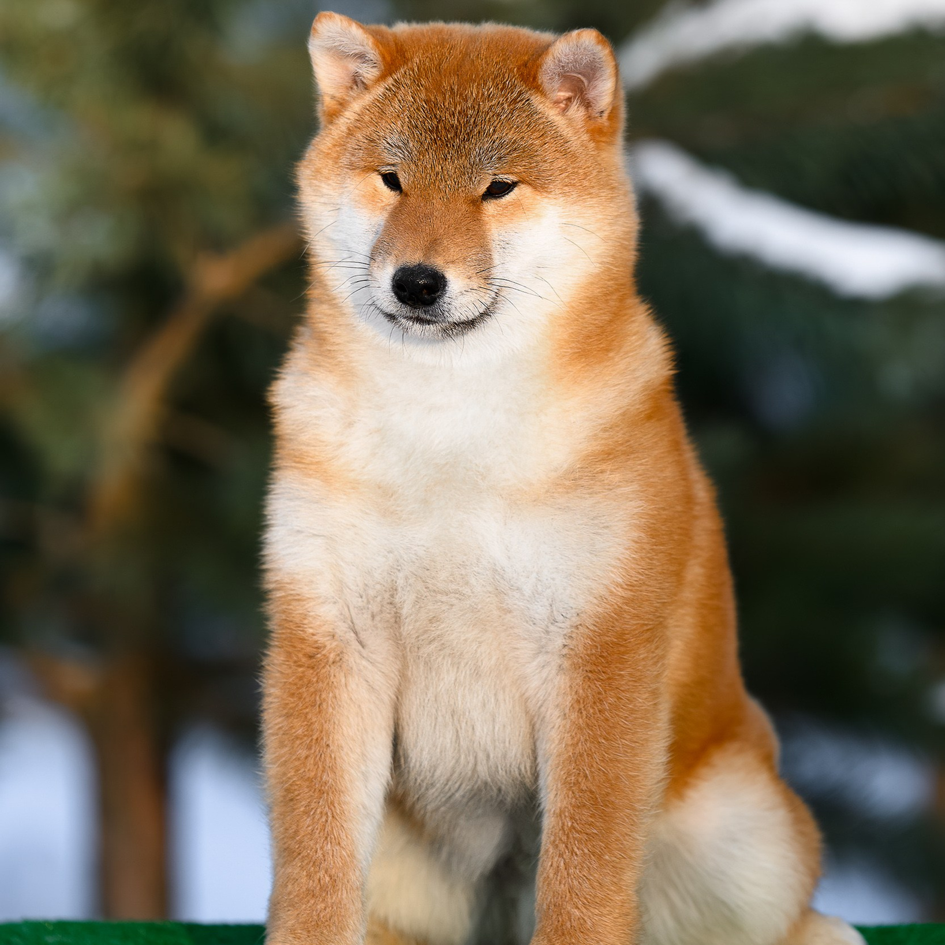 SHIBA. SHIOMARU Shiba and Akita Inu Kennel