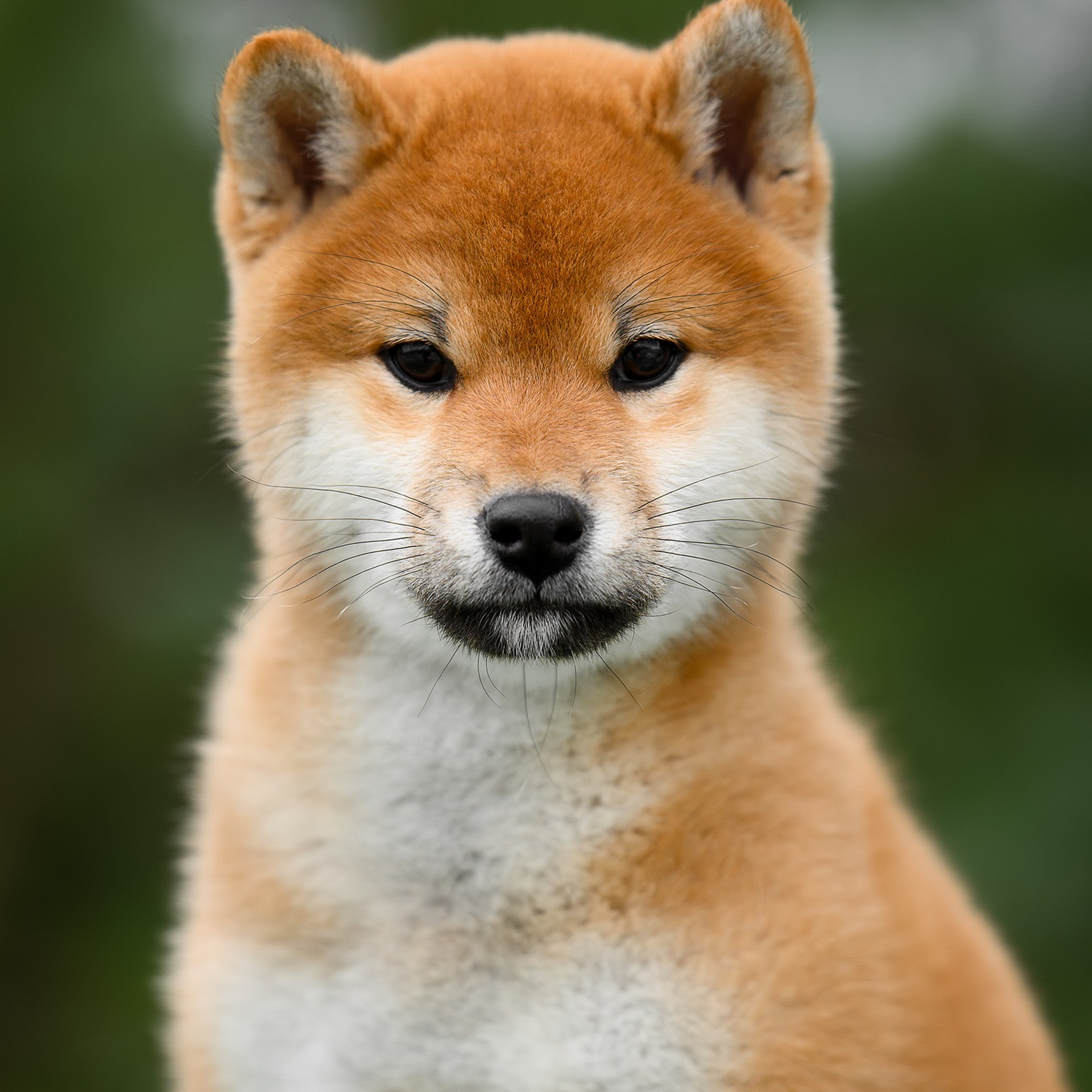 SHIBA. SHIOMARU Shiba and Akita Inu Kennel
