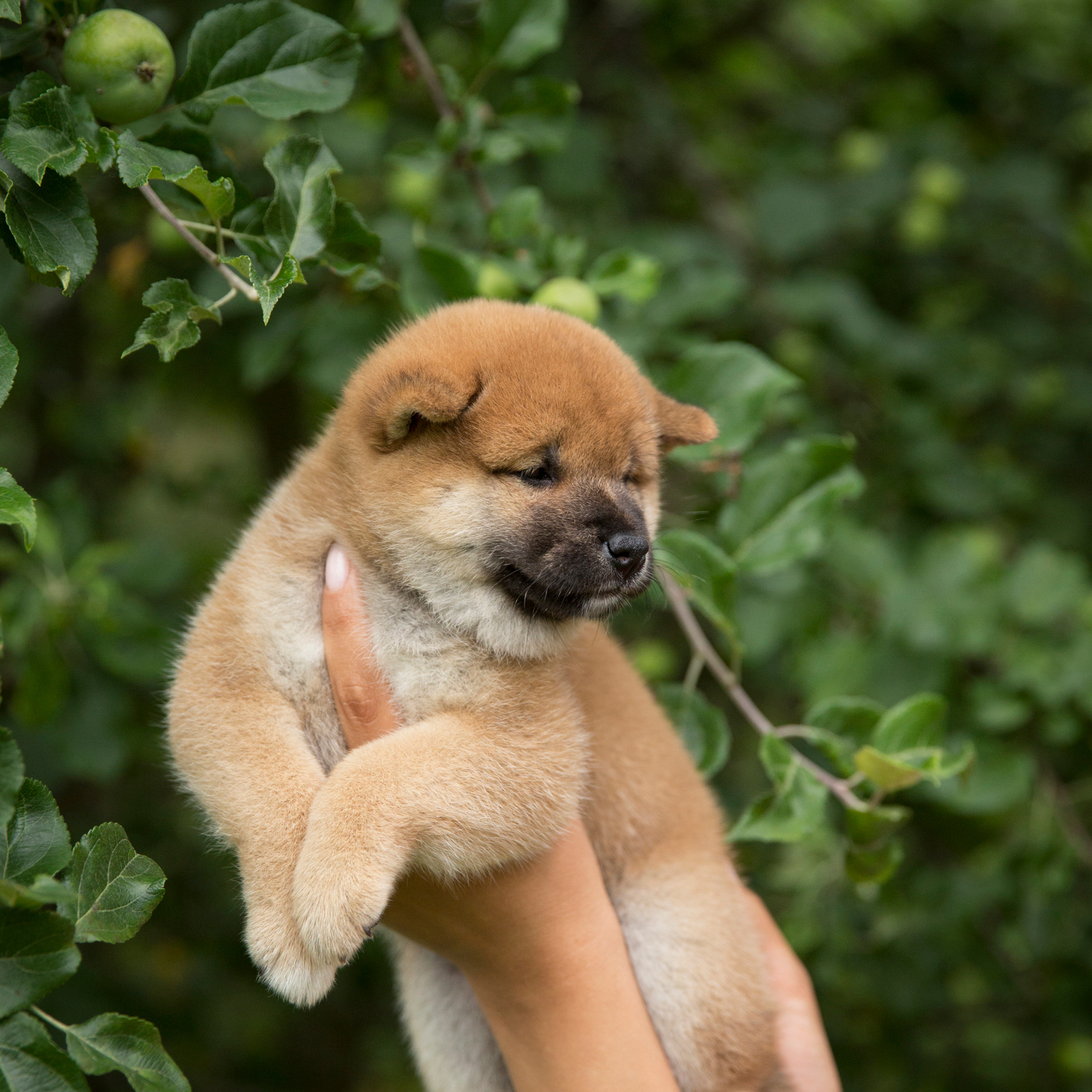 LITTER P. SHIOMARU Shiba and Akita Inu Kennel