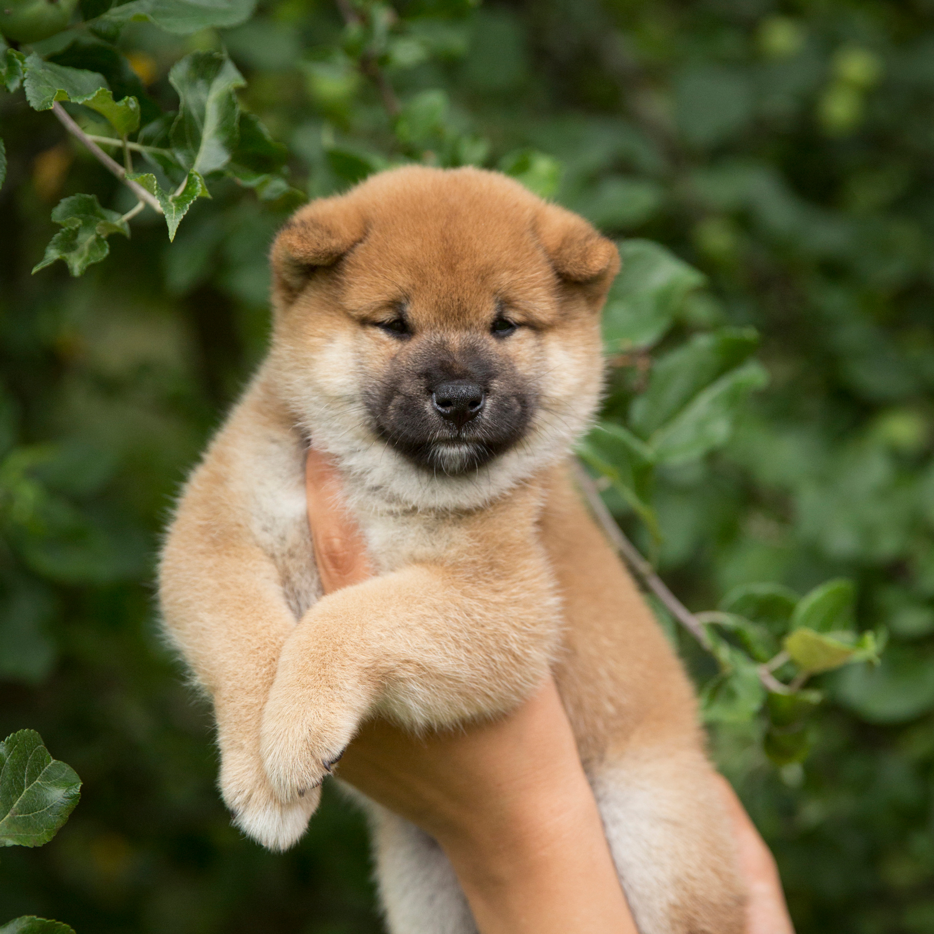 LITTER P. SHIOMARU Shiba and Akita Inu Kennel