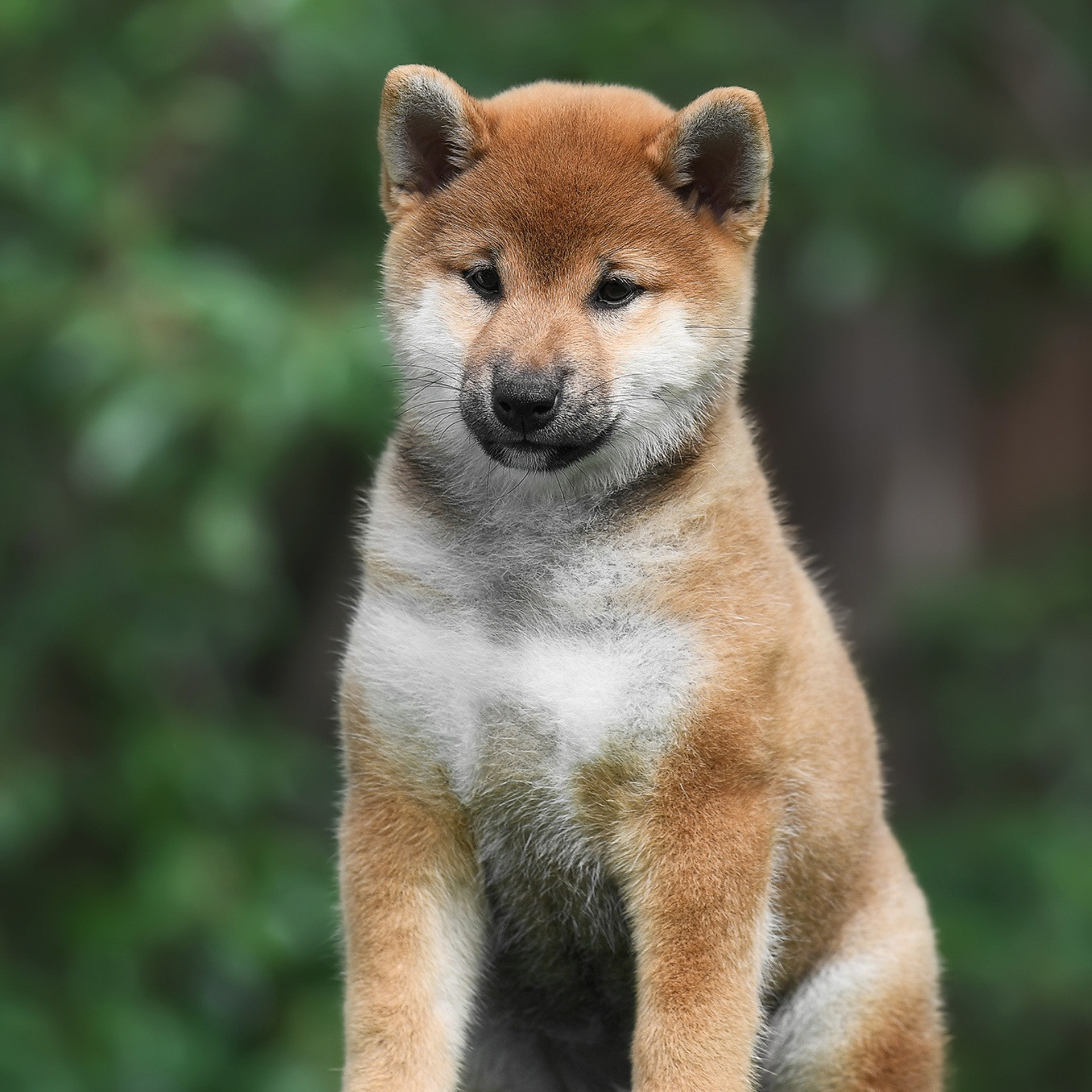 ПОМЕТ A-2022. SHIOMARU Shiba and Akita Inu Kennel