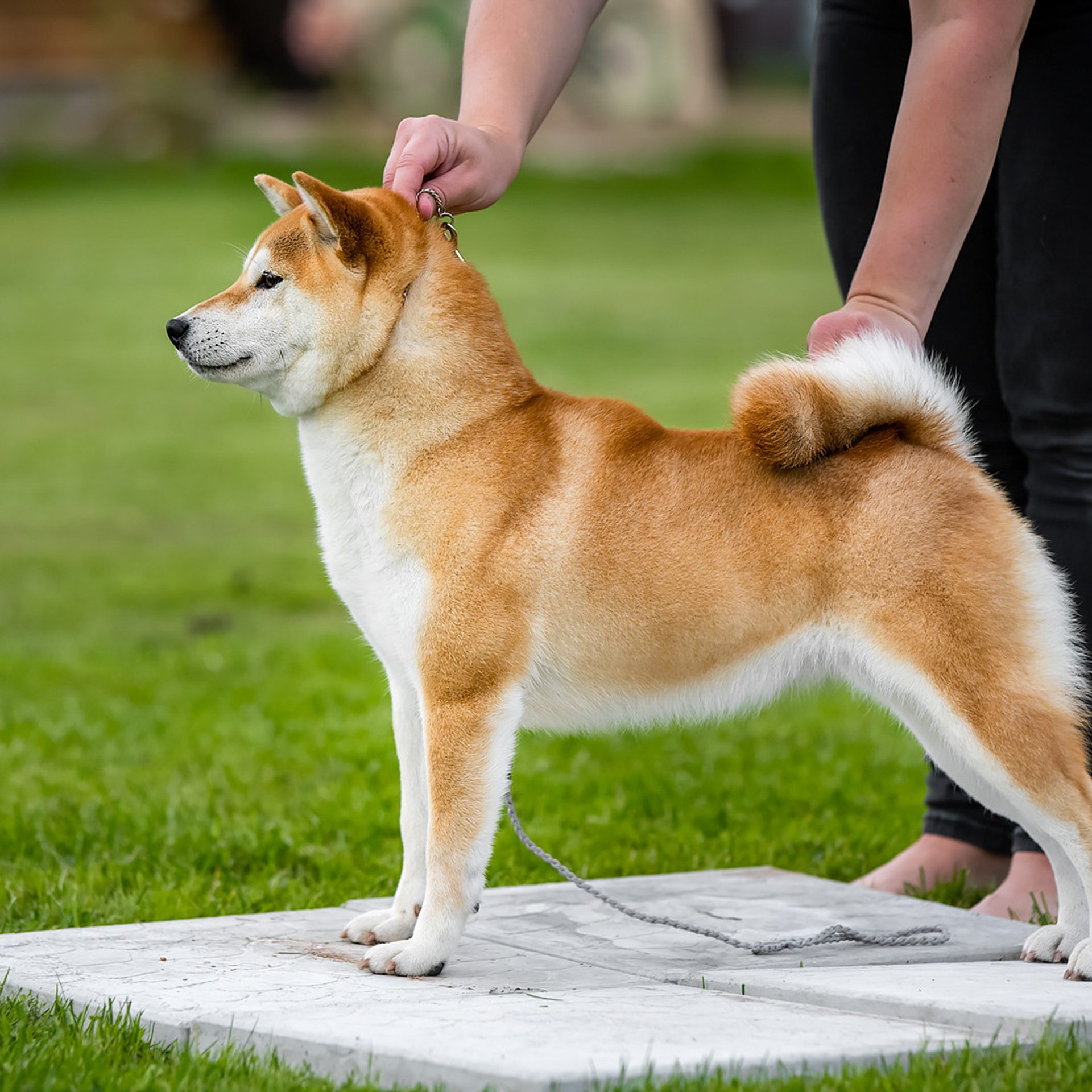 SHIOMARU QUEEN OF DRAGONS. SHIOMARU Питомник сиба и акита-ину
