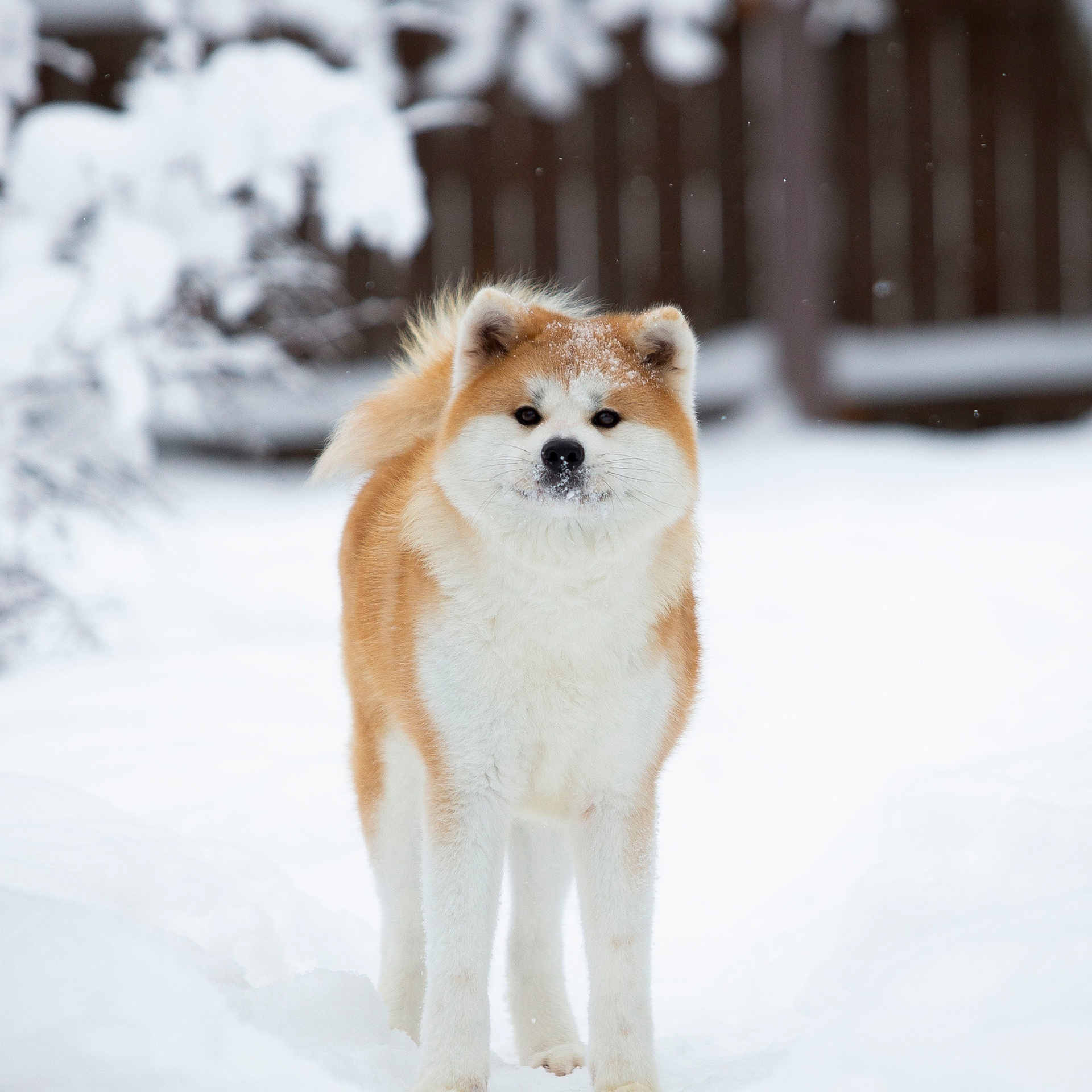 SAEMI GO TOKIMITSU. SHIOMARU Питомник сиба и акита-ину