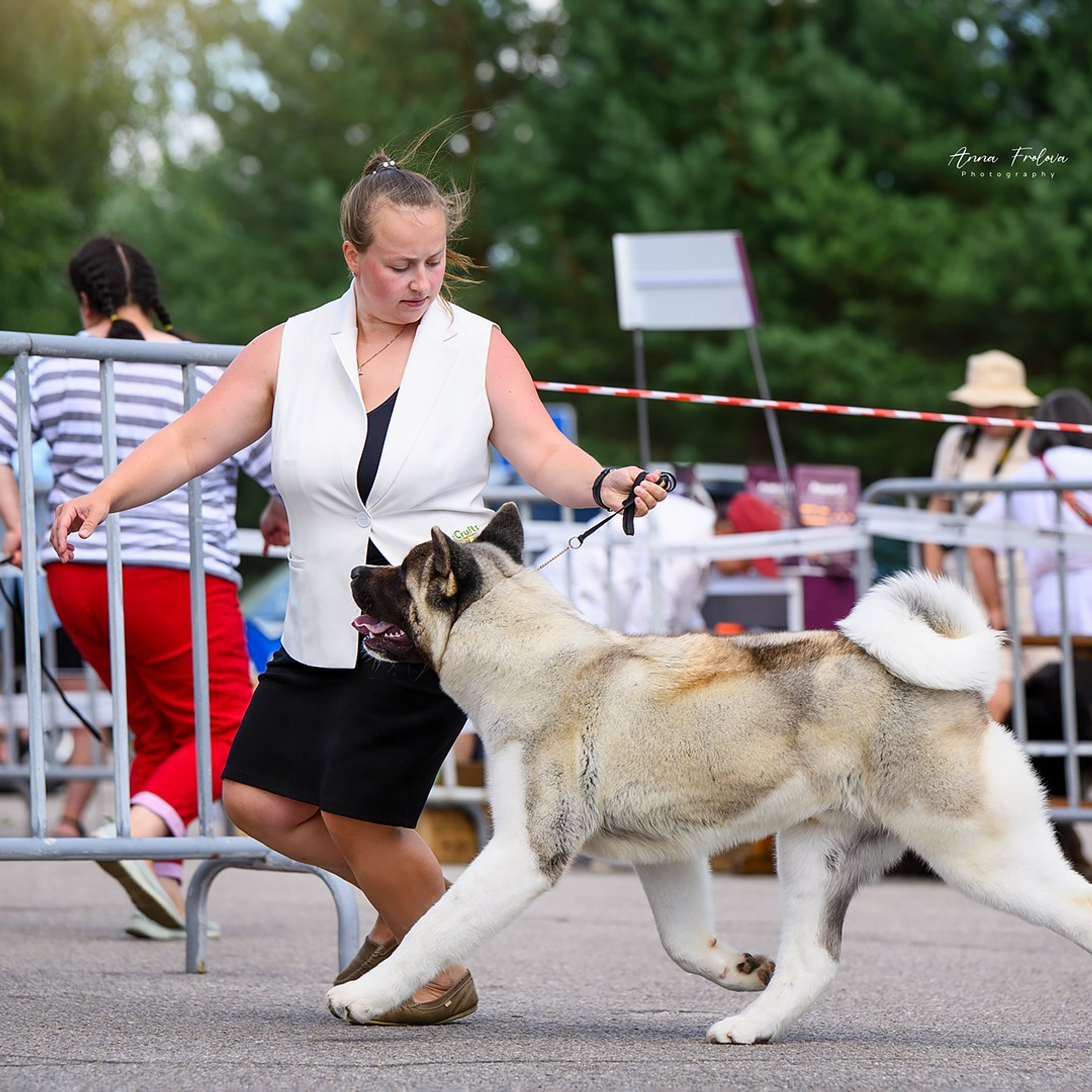2024. SHIOMARU Shiba and Akita Inu Kennel