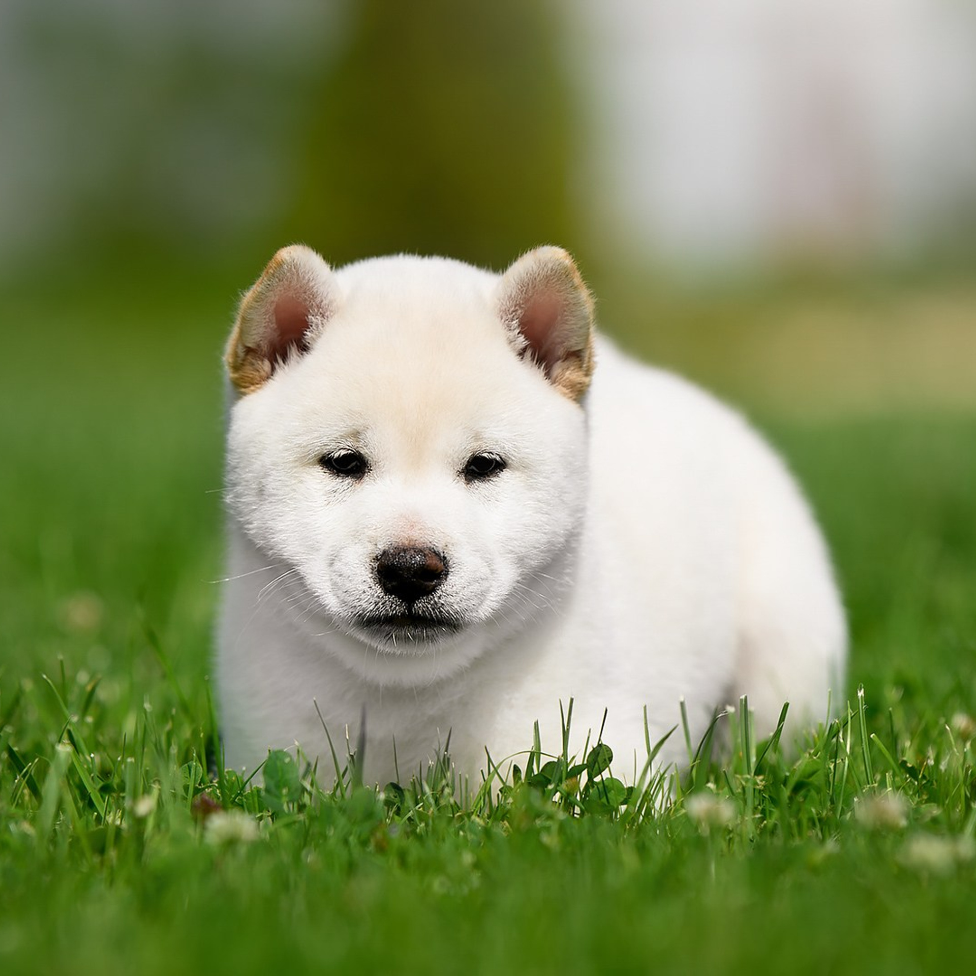 ПОМЕТ G. SHIOMARU Shiba and Akita Inu Kennel
