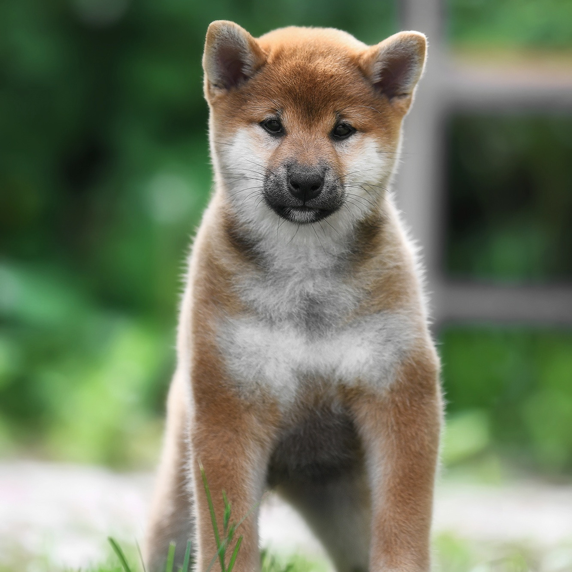 ПОМЕТ A-2022. SHIOMARU Shiba and Akita Inu Kennel