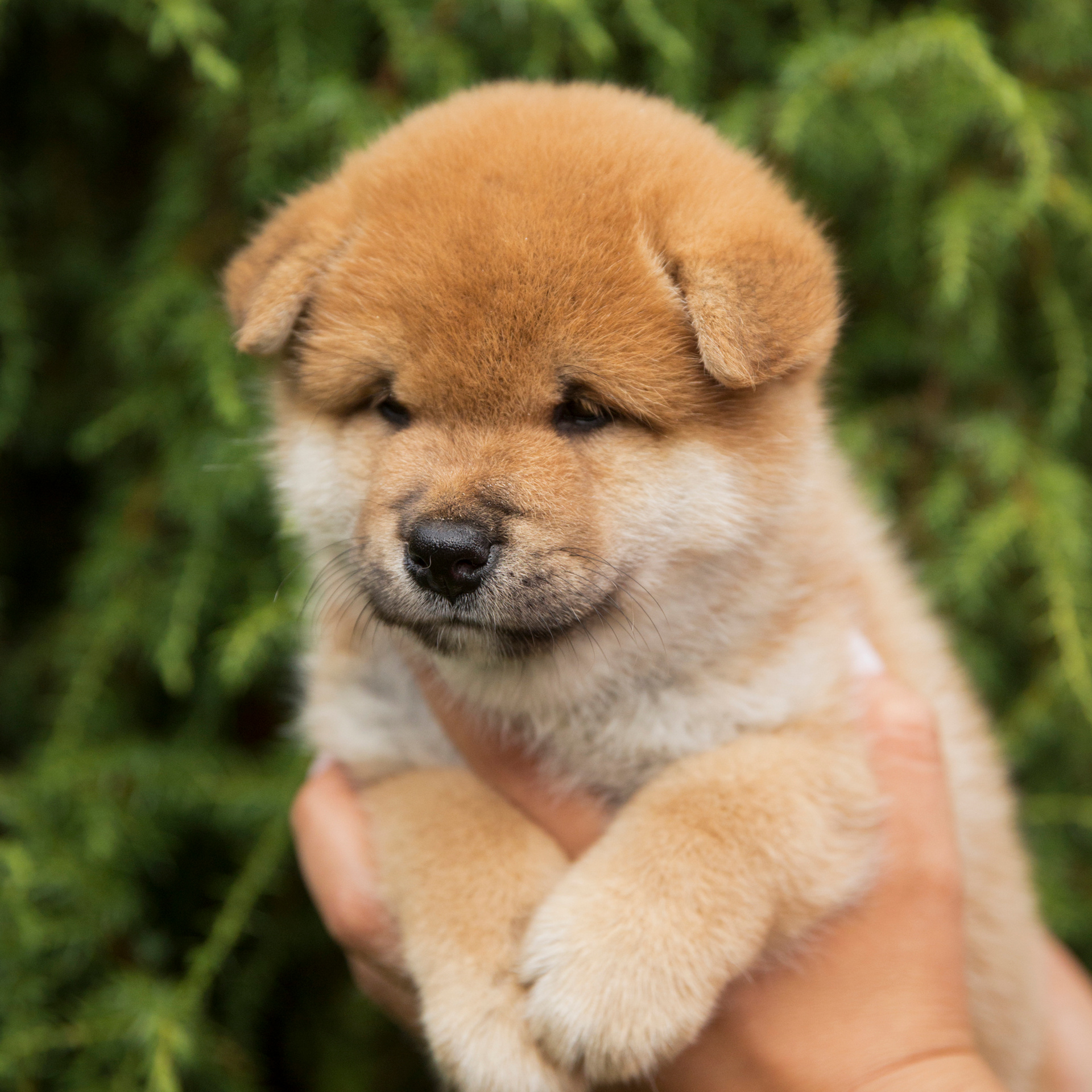 LITTER P. SHIOMARU Shiba and Akita Inu Kennel