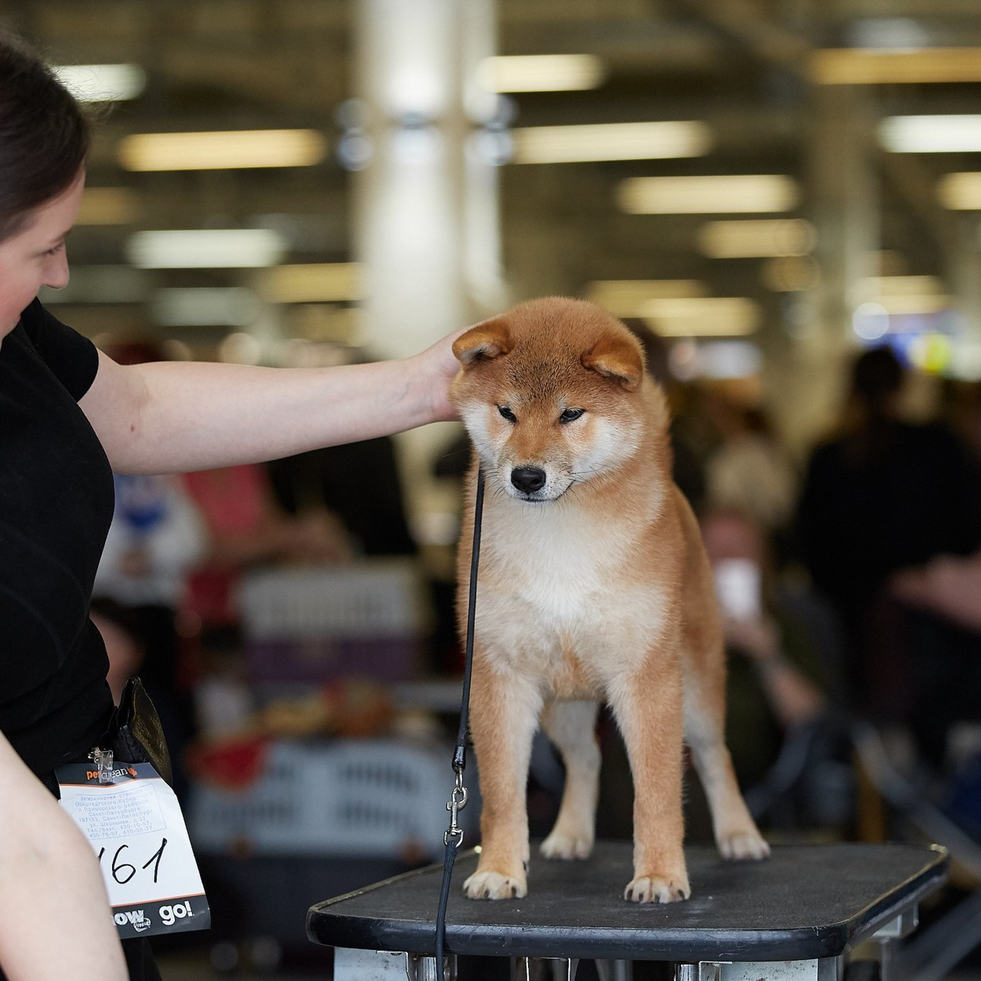 Выпускники питомника. SHIOMARU Питомник сиба и акита-ину