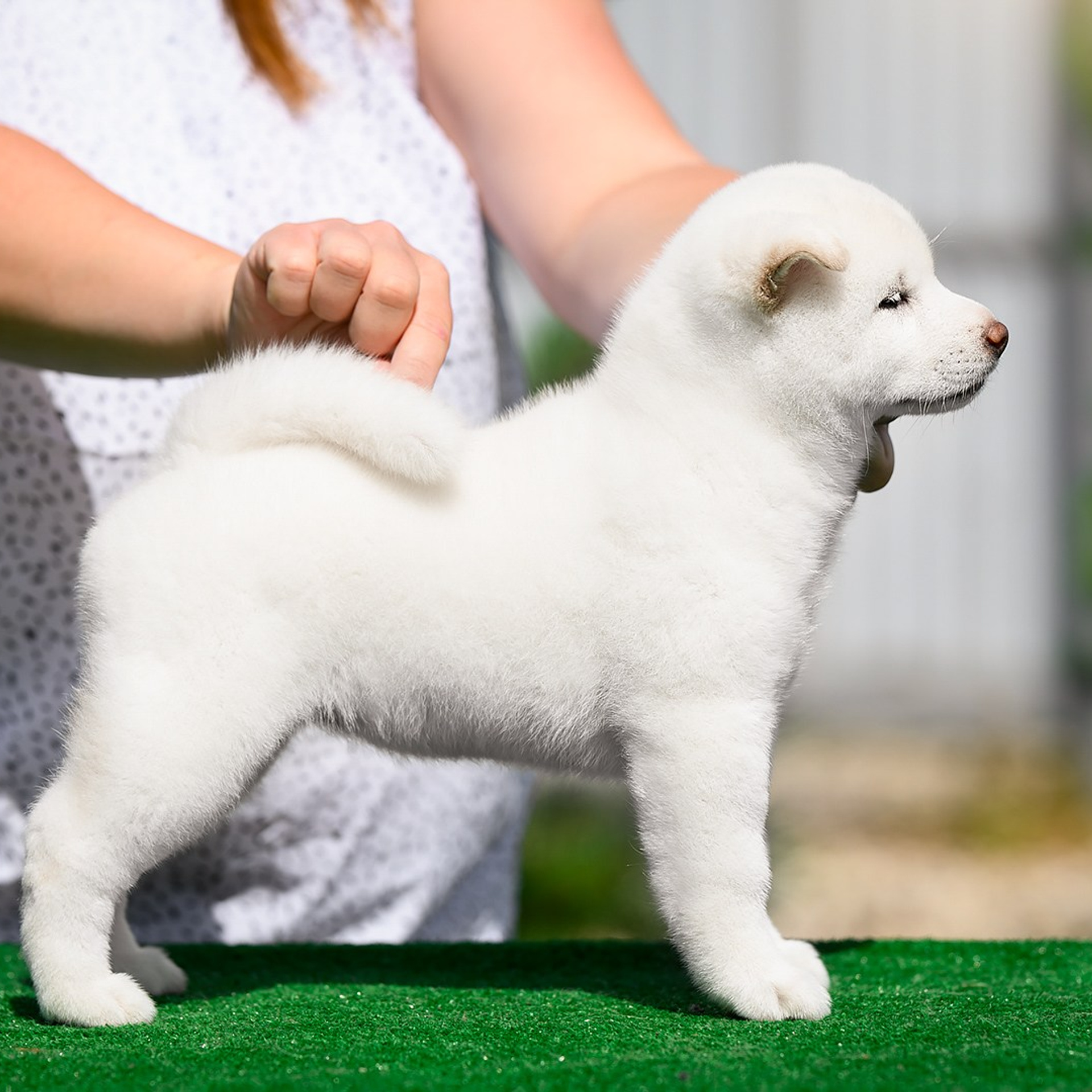 ПОМЕТ G. SHIOMARU Shiba and Akita Inu Kennel