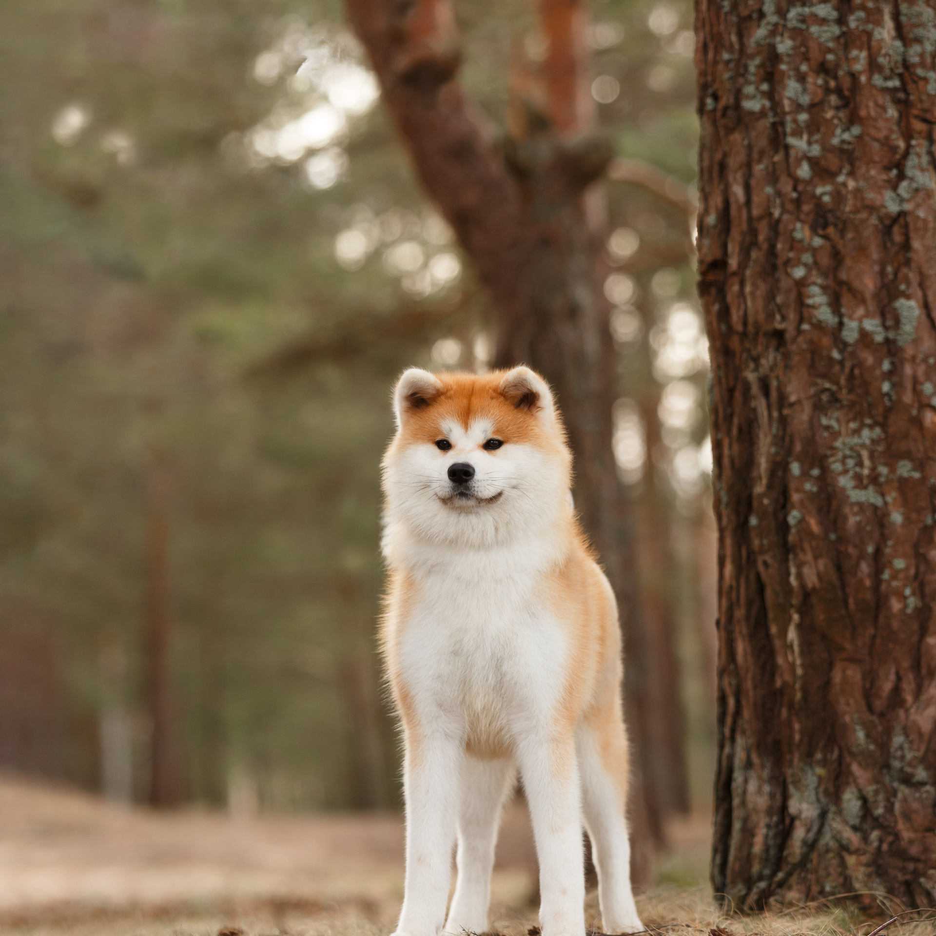 SAEMI GO TOKIMITSU. SHIOMARU Питомник сиба и акита-ину