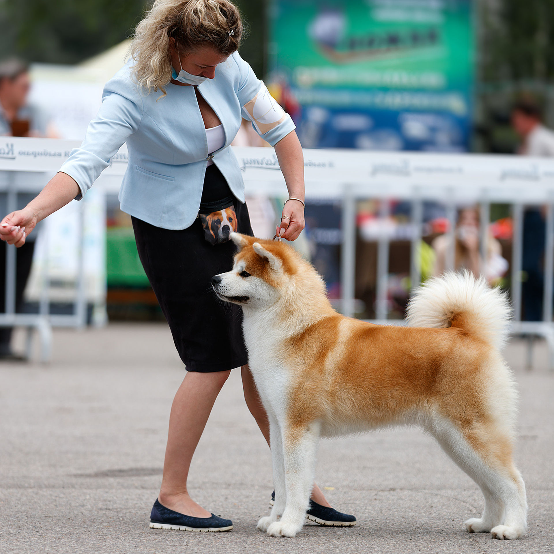 SAEMI GO TOKIMITSU. SHIOMARU Питомник сиба и акита-ину